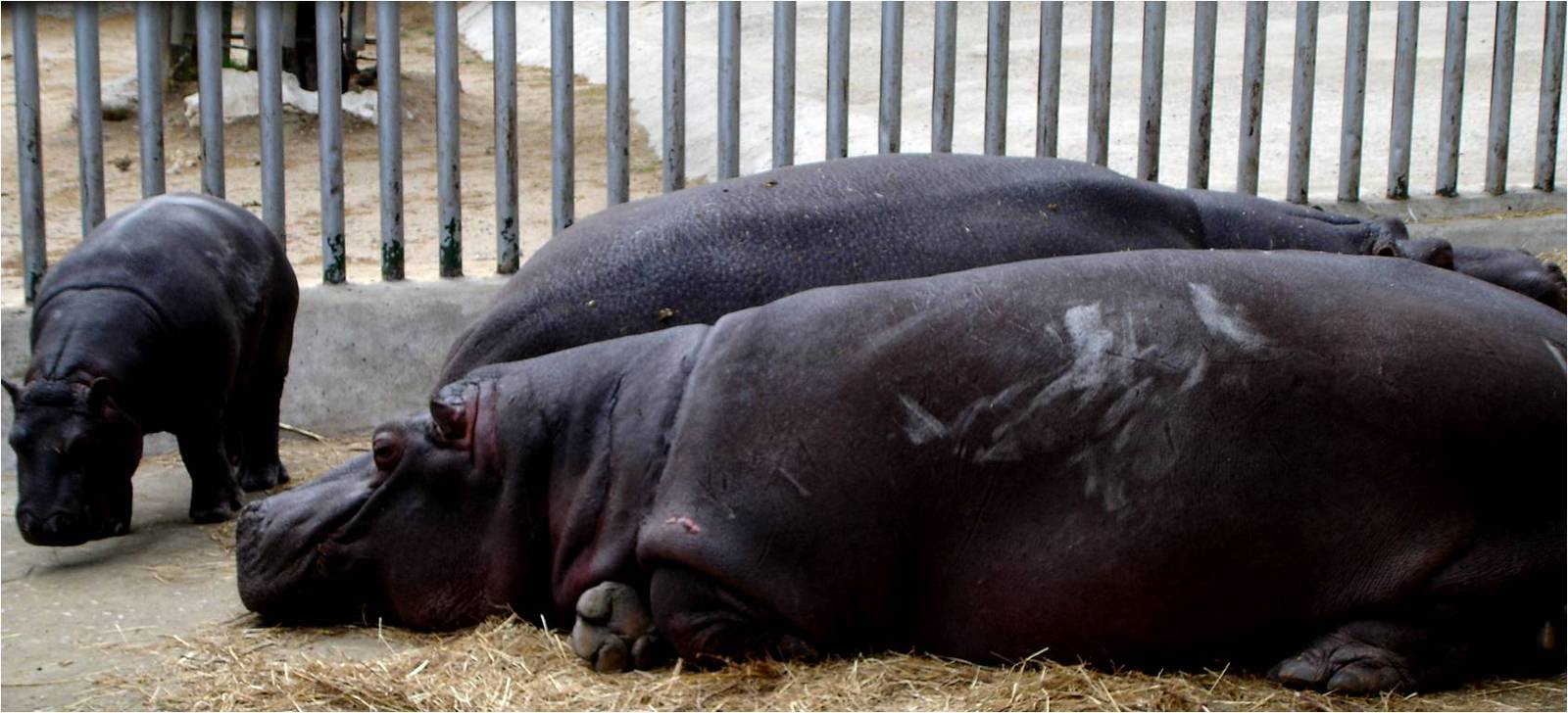 Common Hippo Family at Jardim Zoológico de Lisboa, 13/04/08