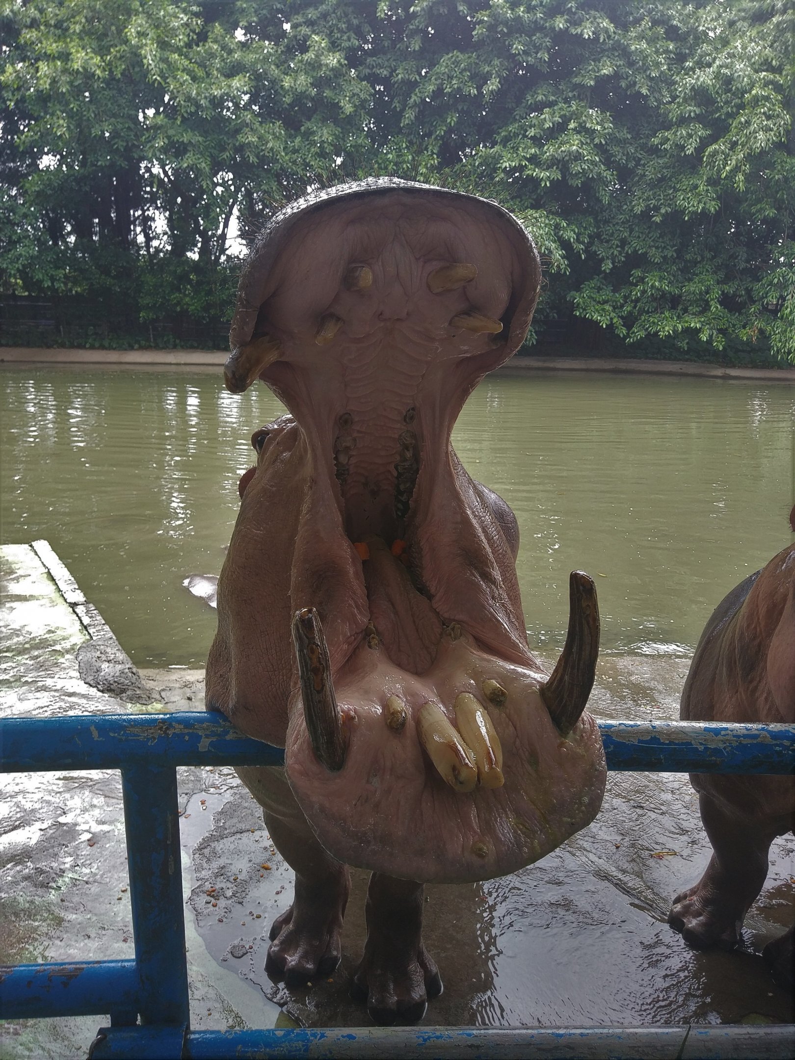 Common Hippo Feeding