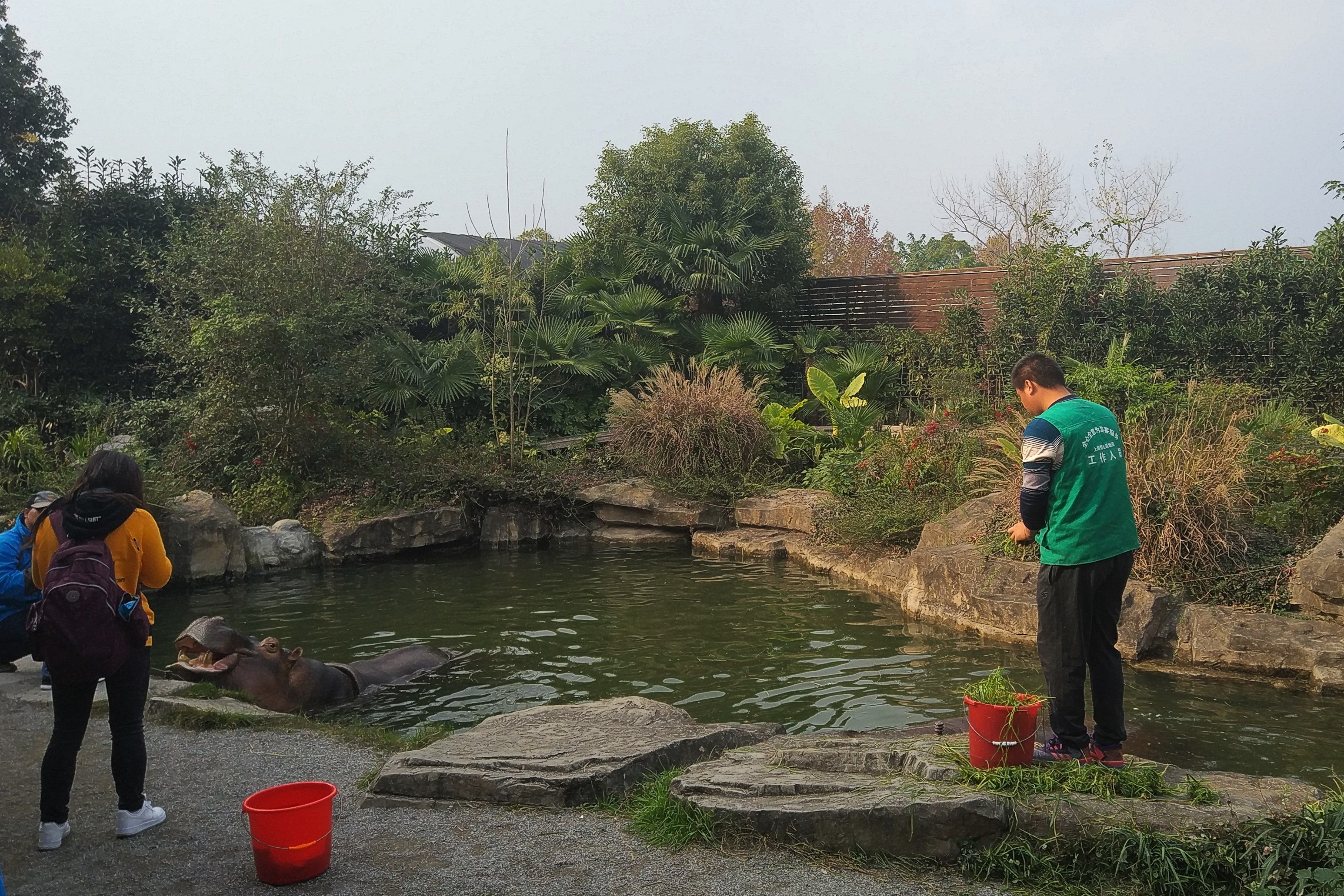 Common Hippo Feeding