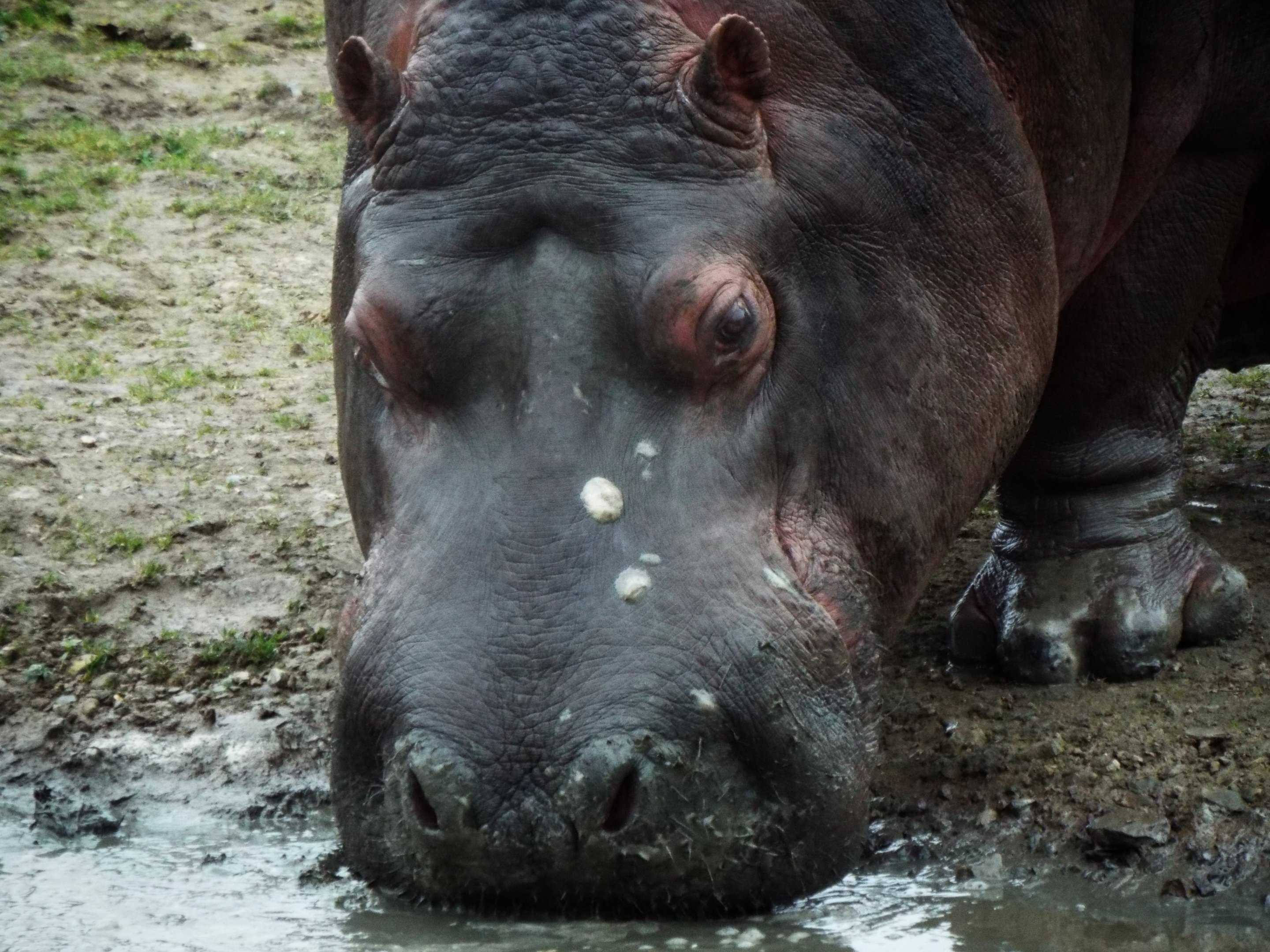 Common Hippo Flamingo Land