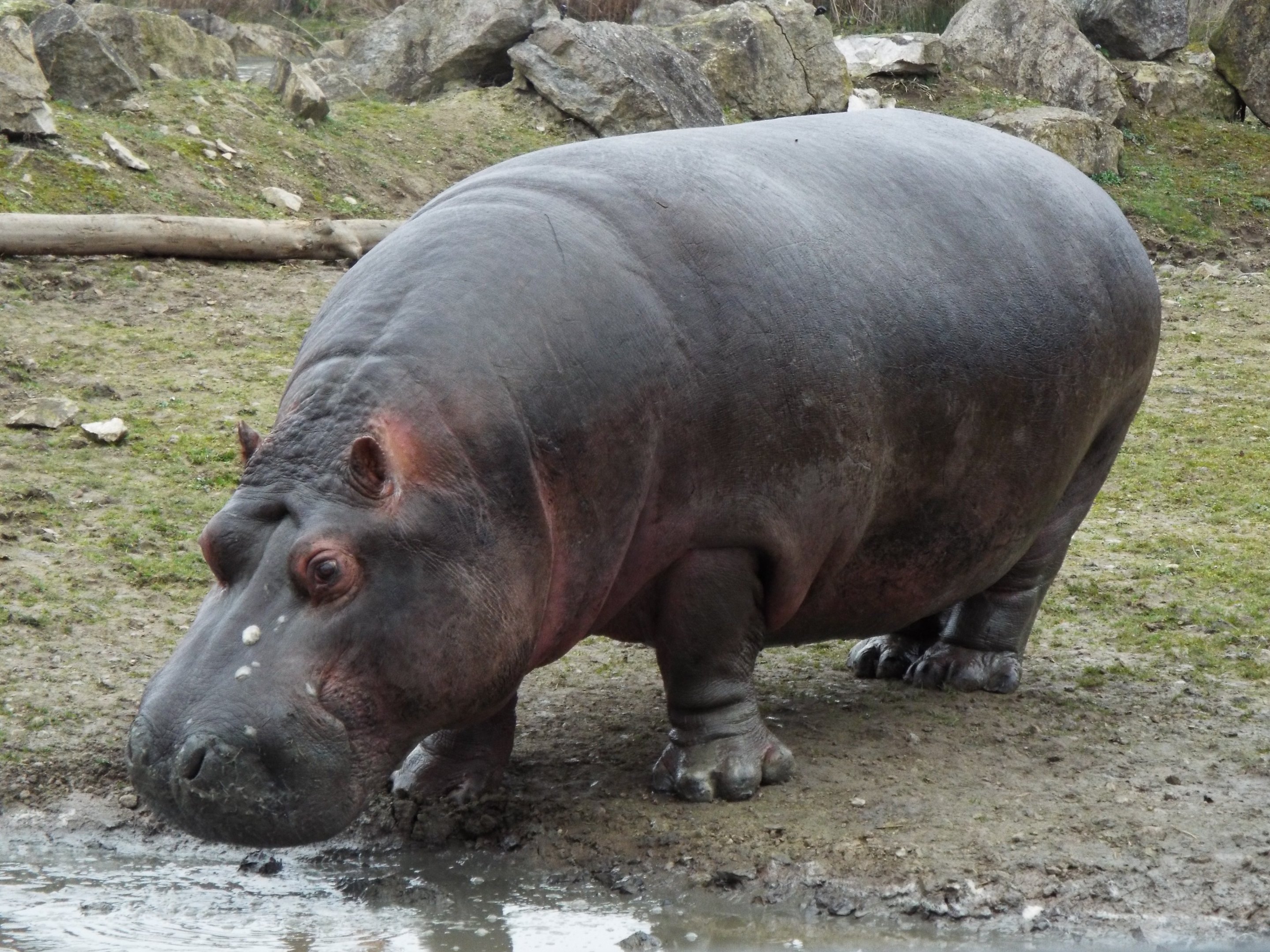 Common Hippo Flamingo Land