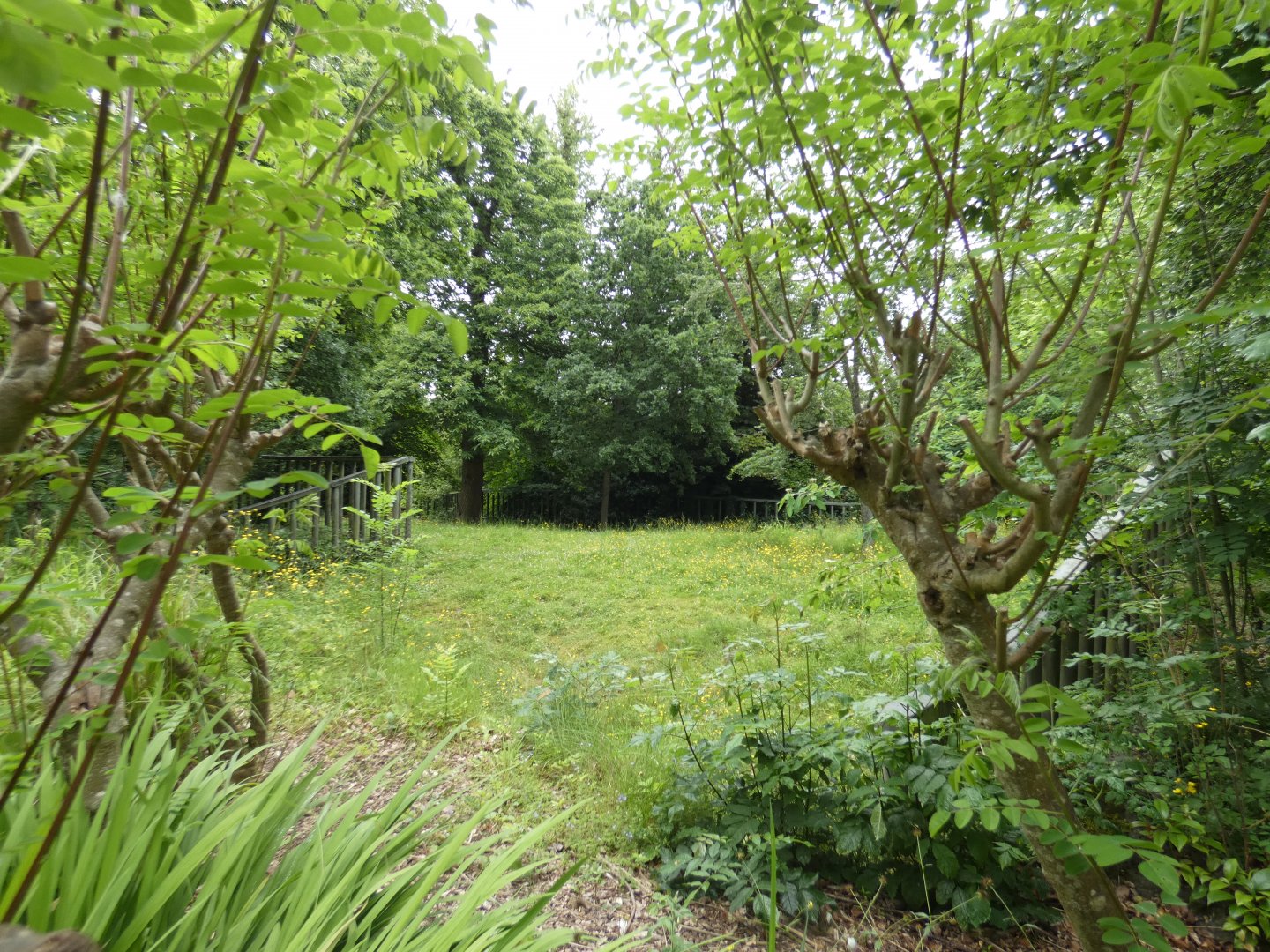 Common hippo grass paddock