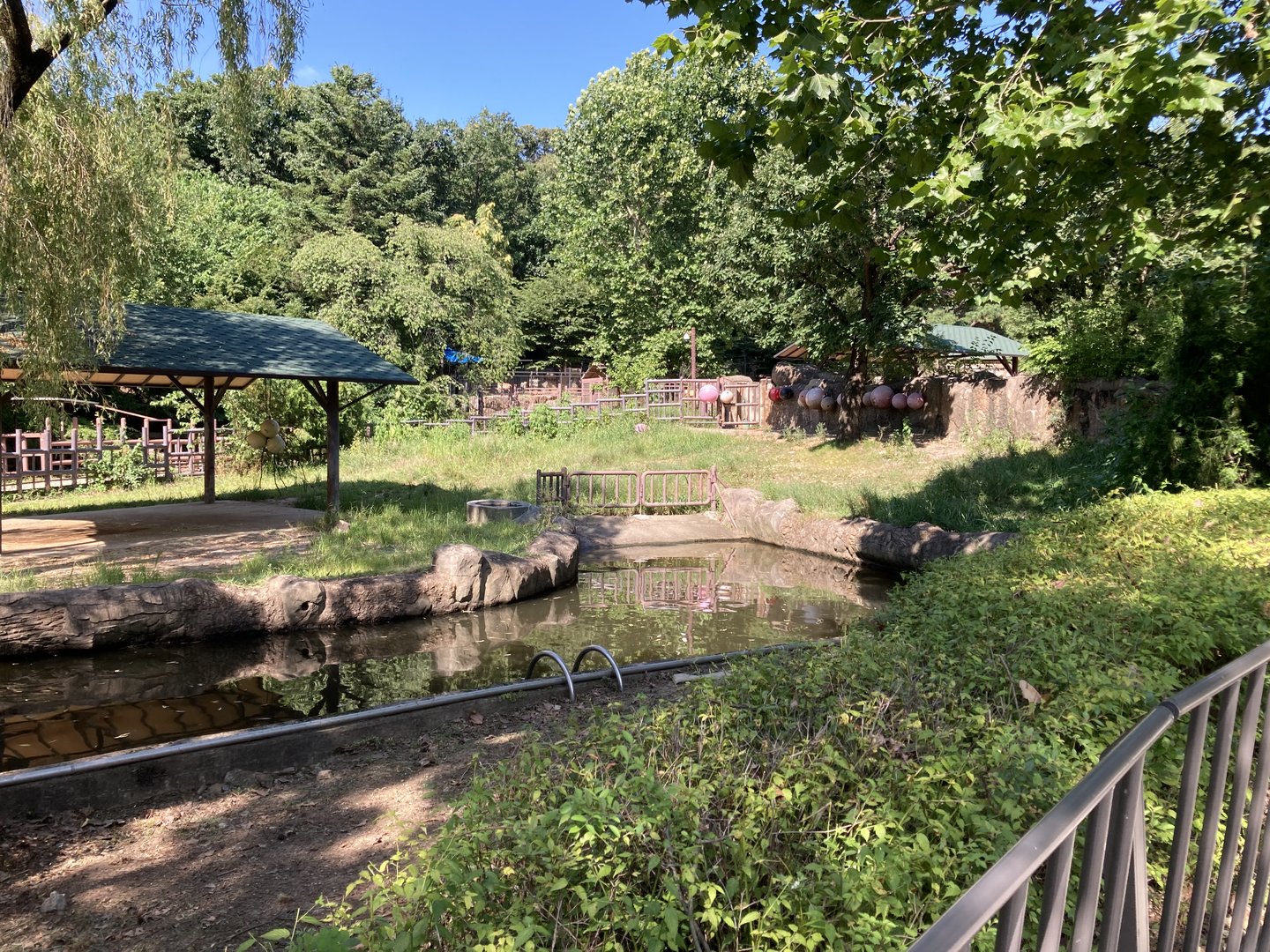 Common hippo grassy paddock area