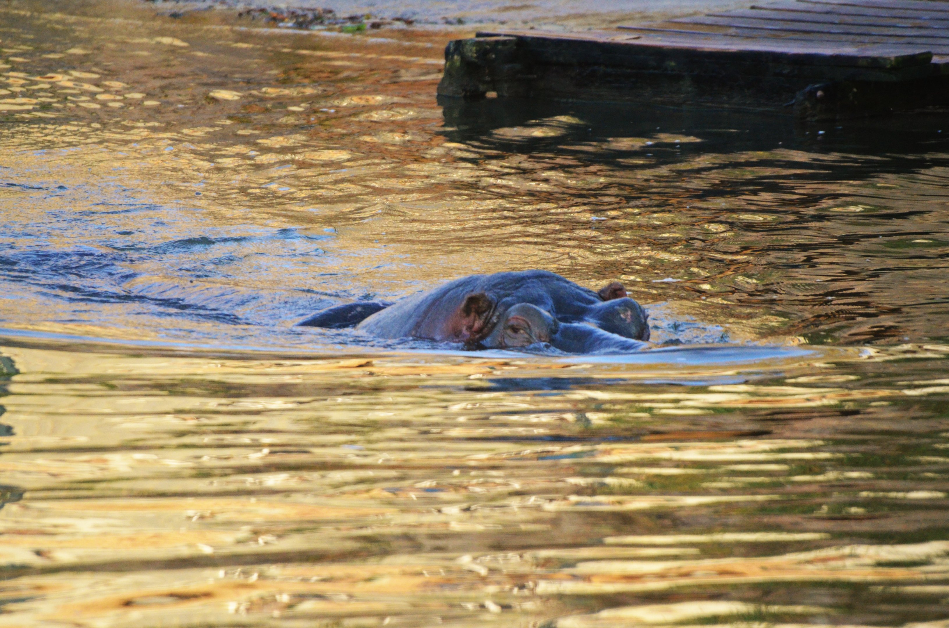 Common Hippo (Half-Mile Lake) at Longleat, 03/11/19
