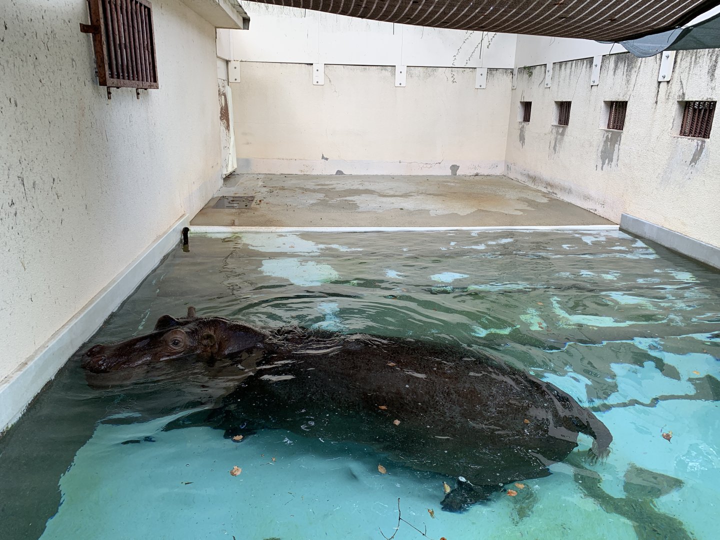 Common Hippo (Himeji City Zoo)