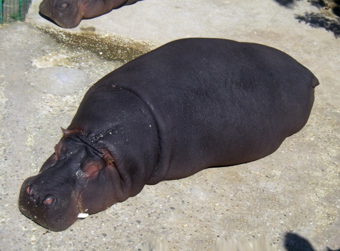 Common Hippo (Hippopotamus amphibius)