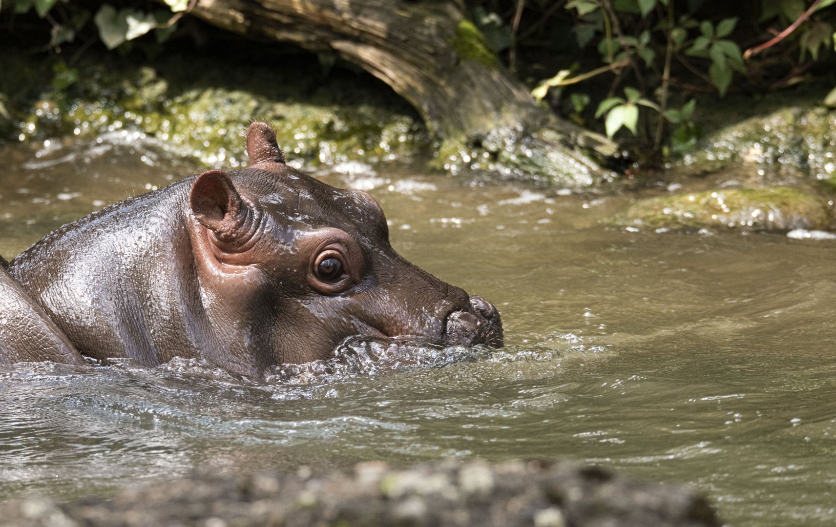 Common hippo (Hippopotamus amphibius)