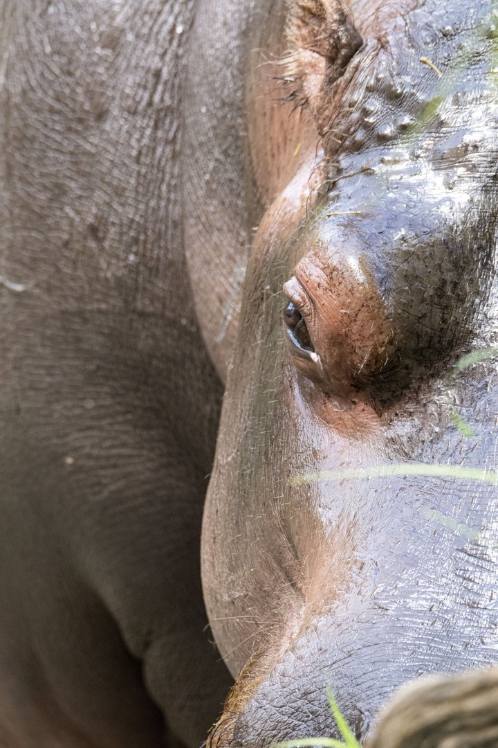 Common hippo (Hippopotamus amphibius)
