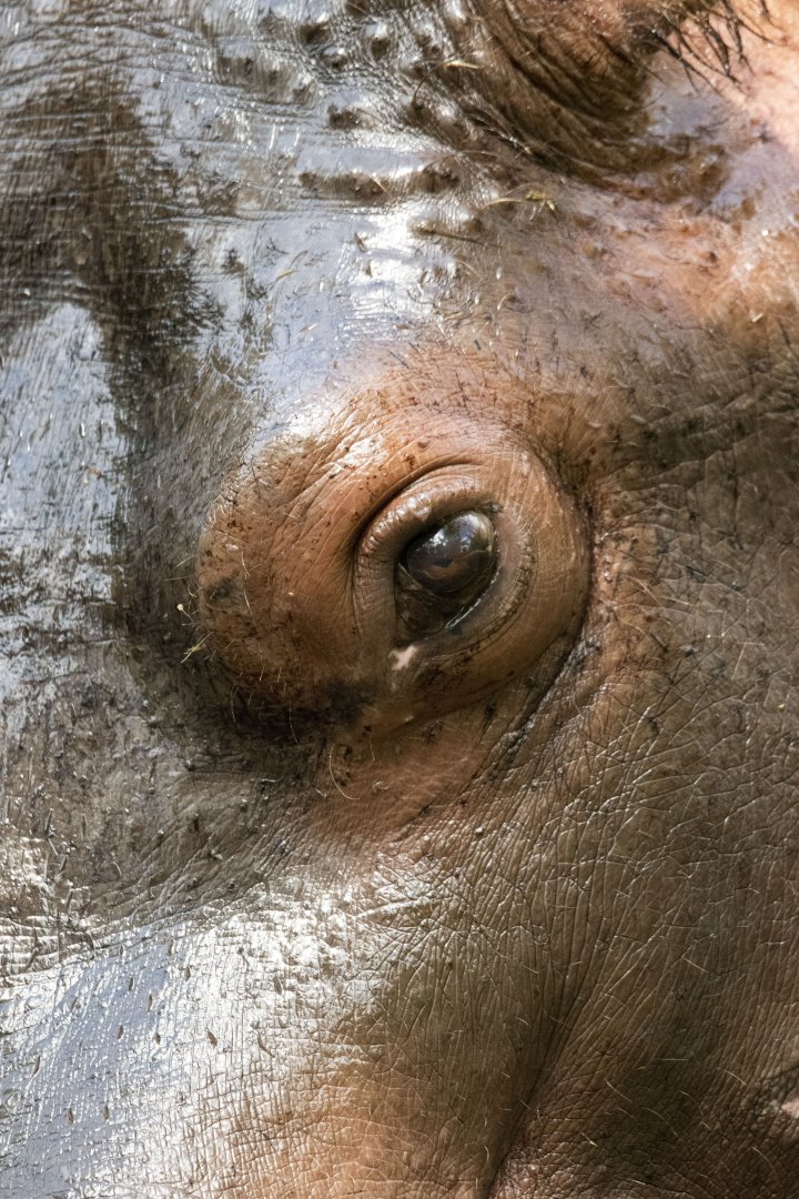 Common hippo (Hippopotamus amphibius)