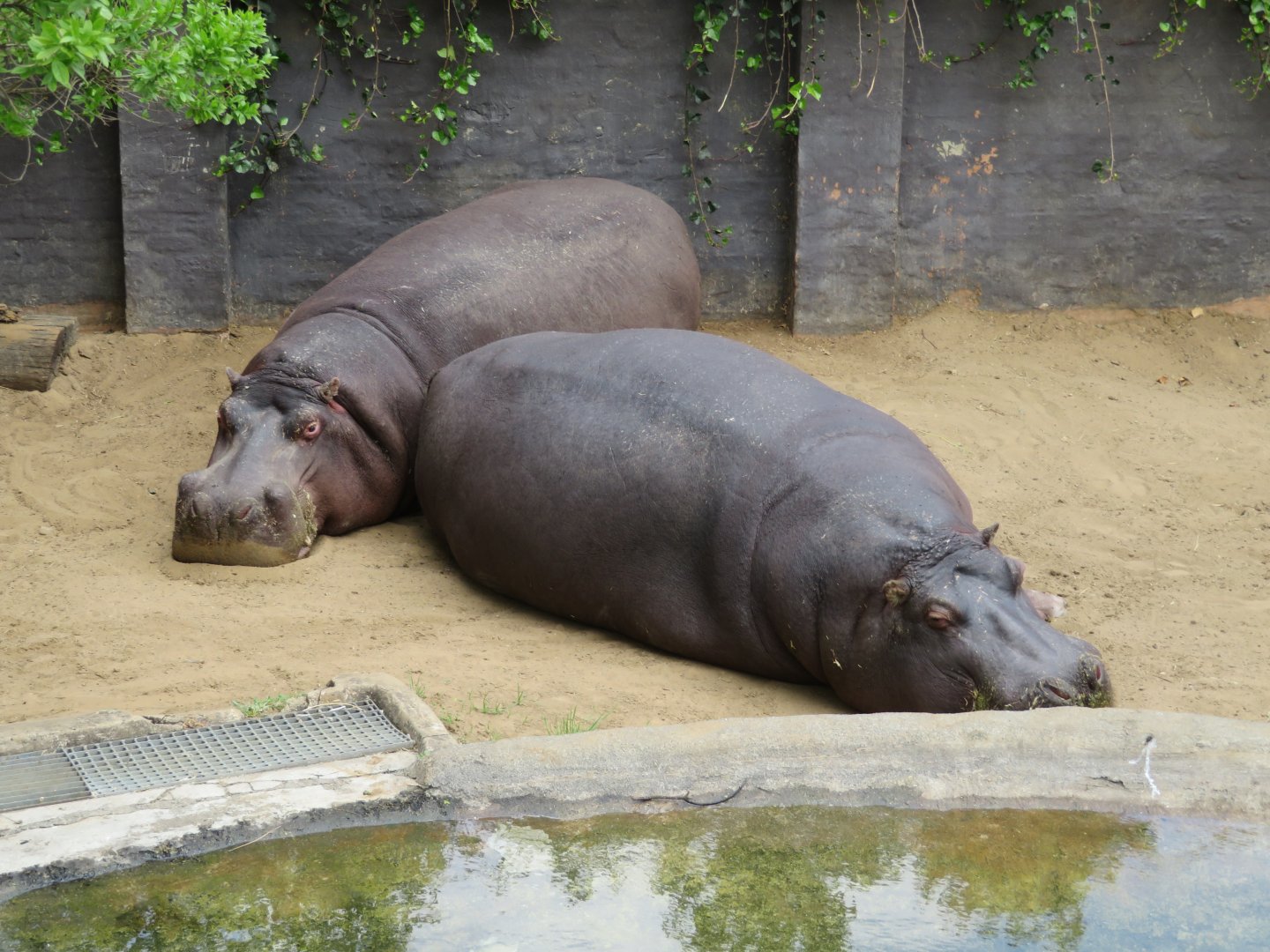Common Hippo (Hippopotamus amphibius)