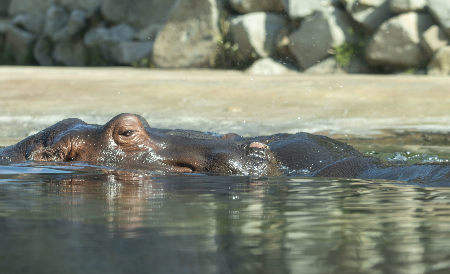 Common hippo (Hippopotamus amphibius)