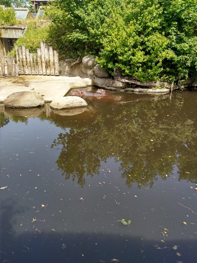 Common hippo (Hippopotamus amphibius)