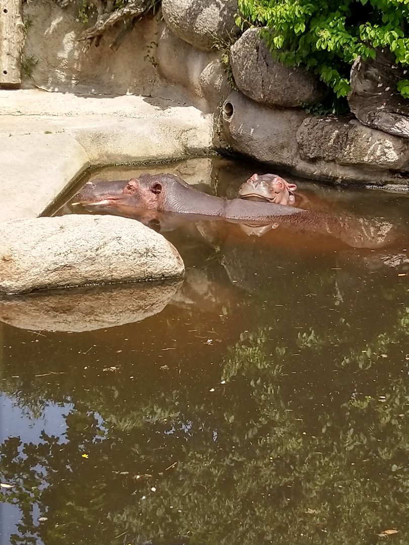 Common hippo (Hippopotamus amphibius)