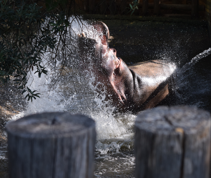 Common Hippo (Hippopotamus amphibius)