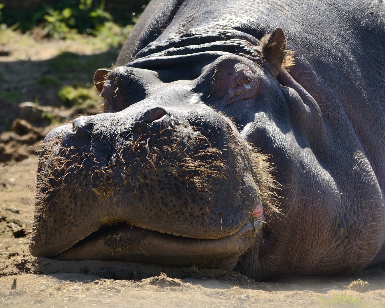 Common hippo Hoover 24/04/2021