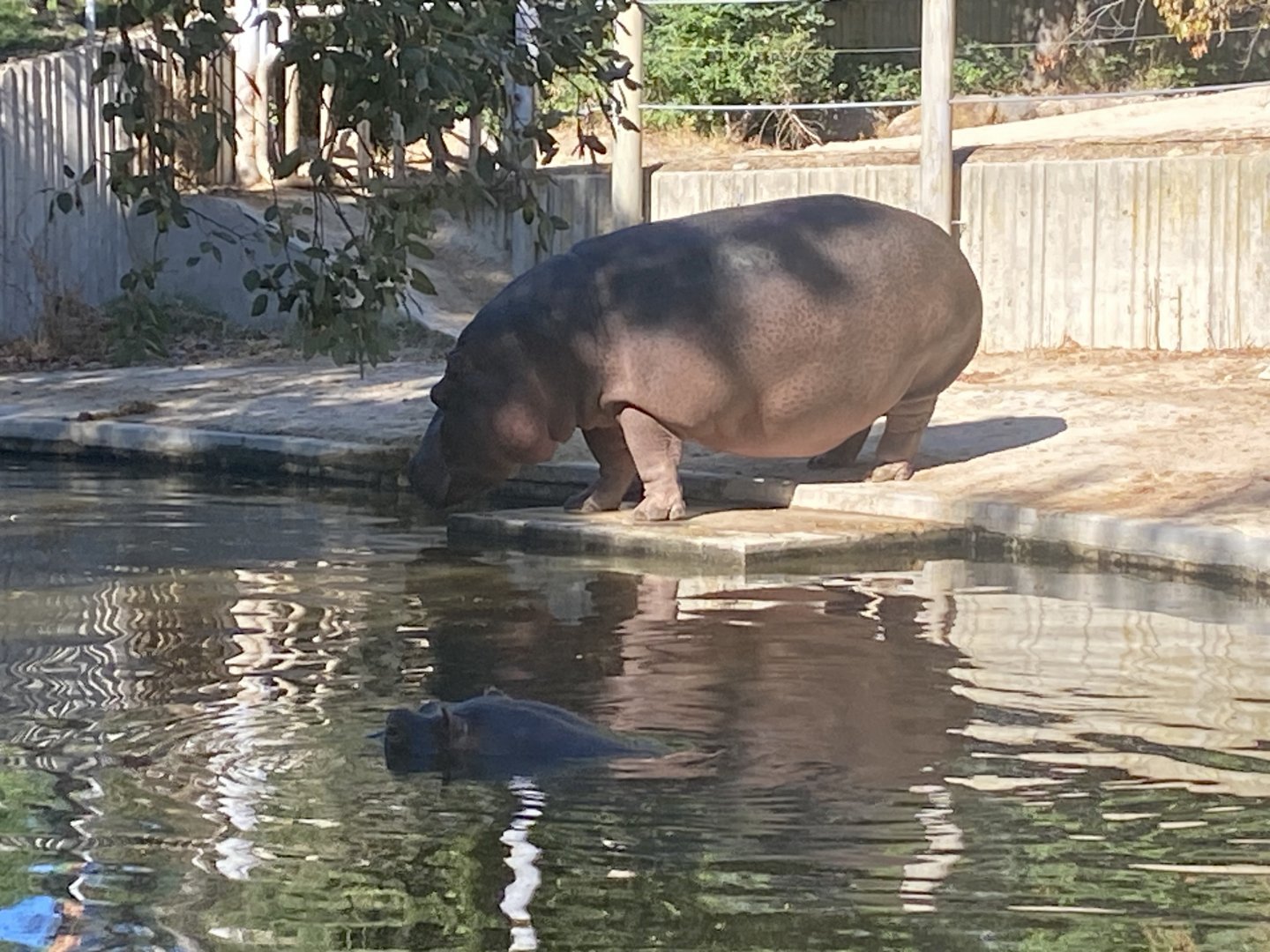 Common hippo image 2