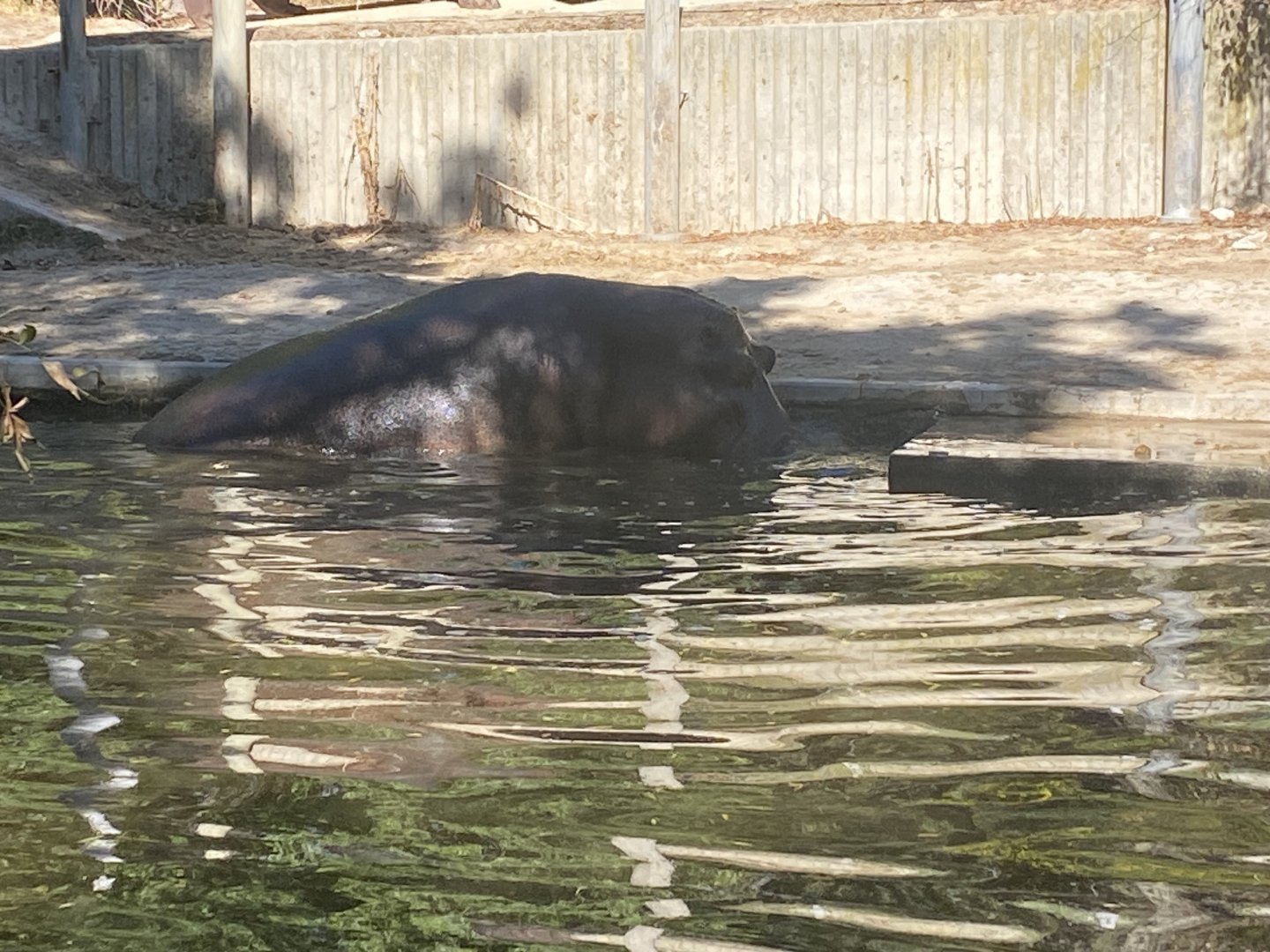 Common hippo image 3