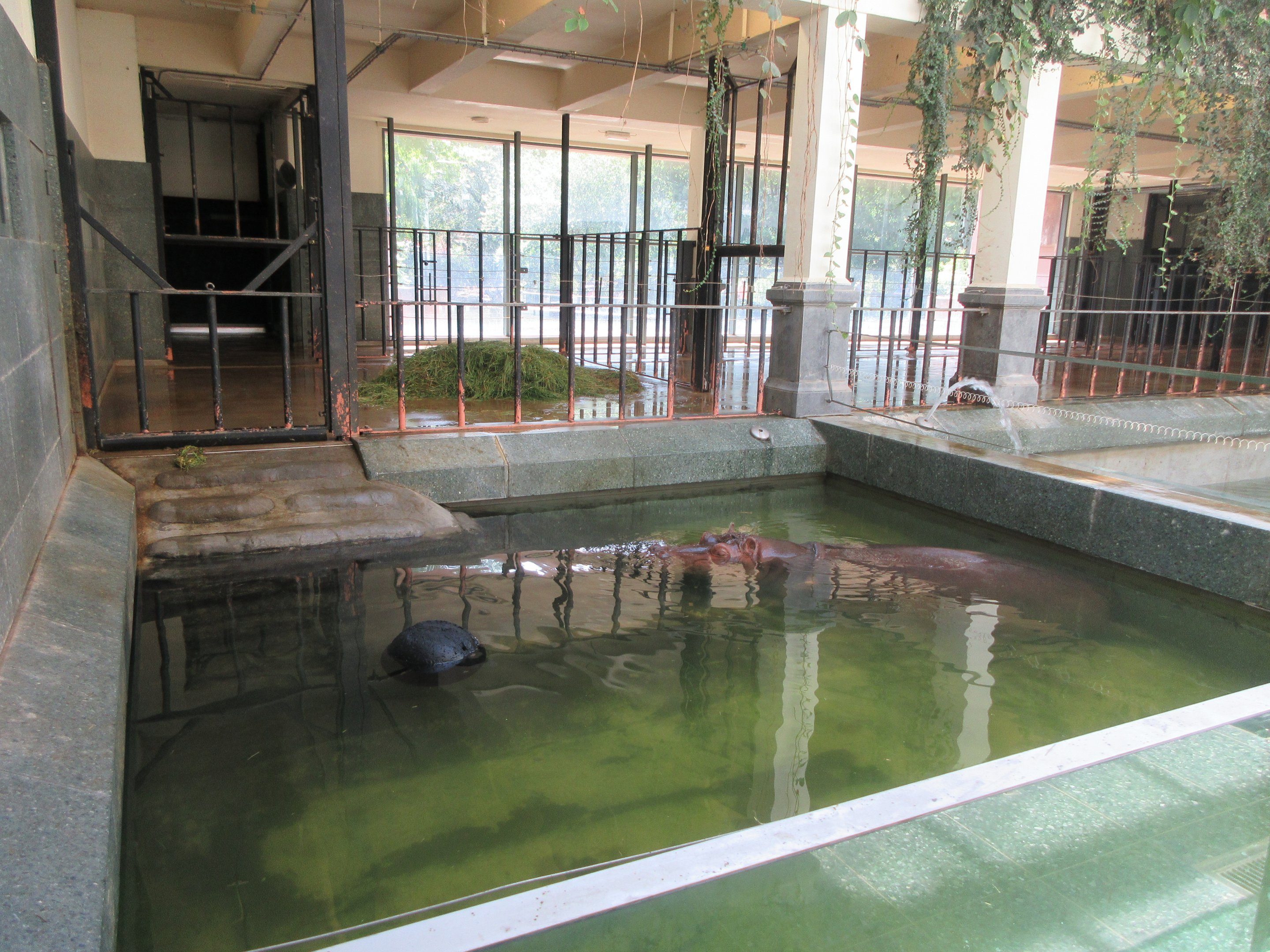 Common Hippo (in an extremely tiny pool)