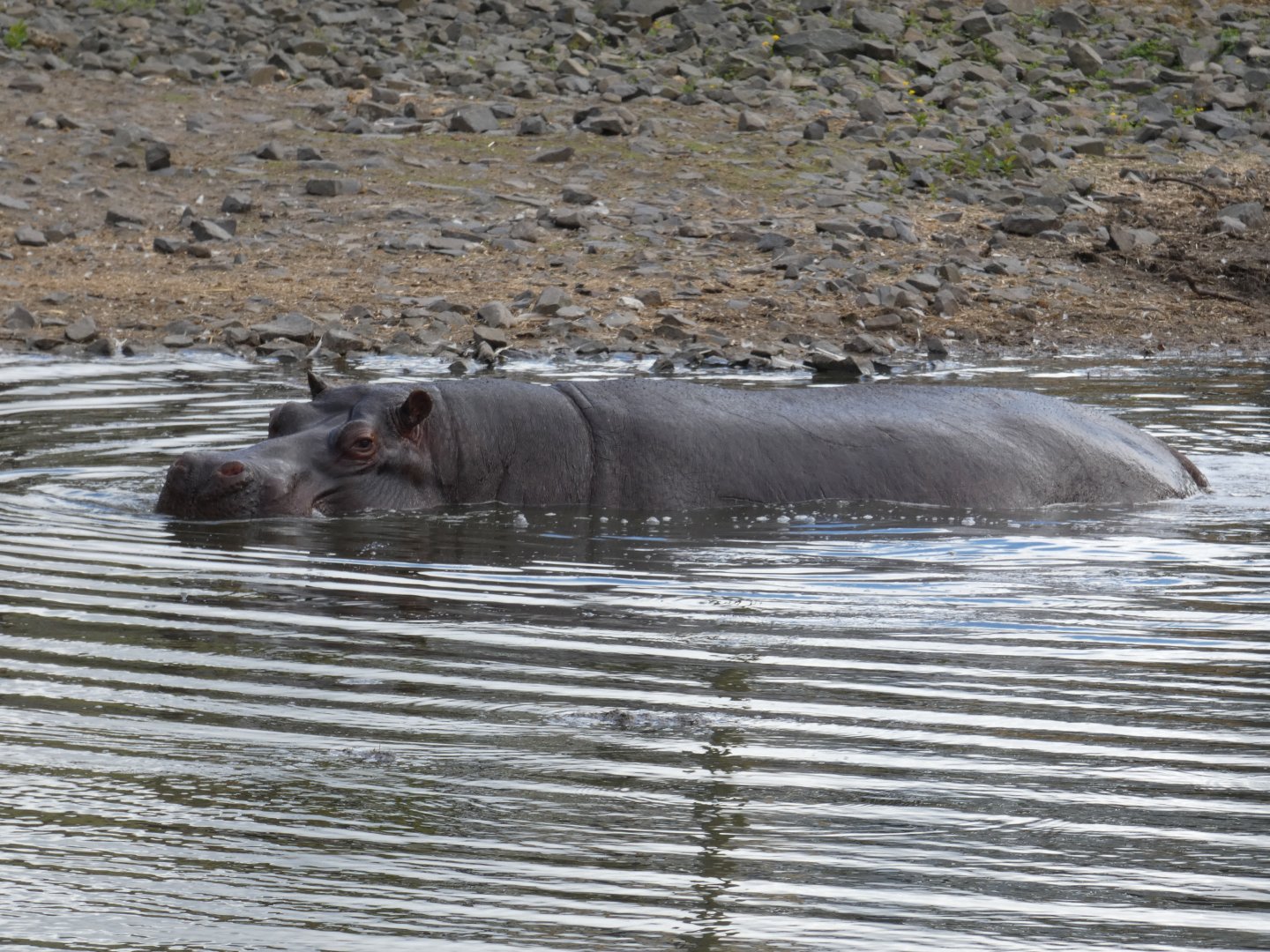 Common hippo in the water
