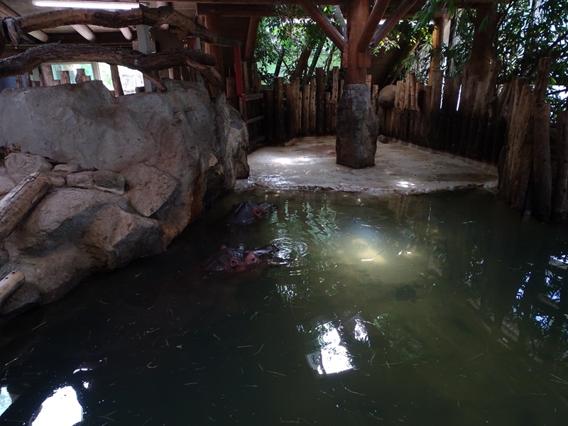 Common hippo indoor enclosure #1
