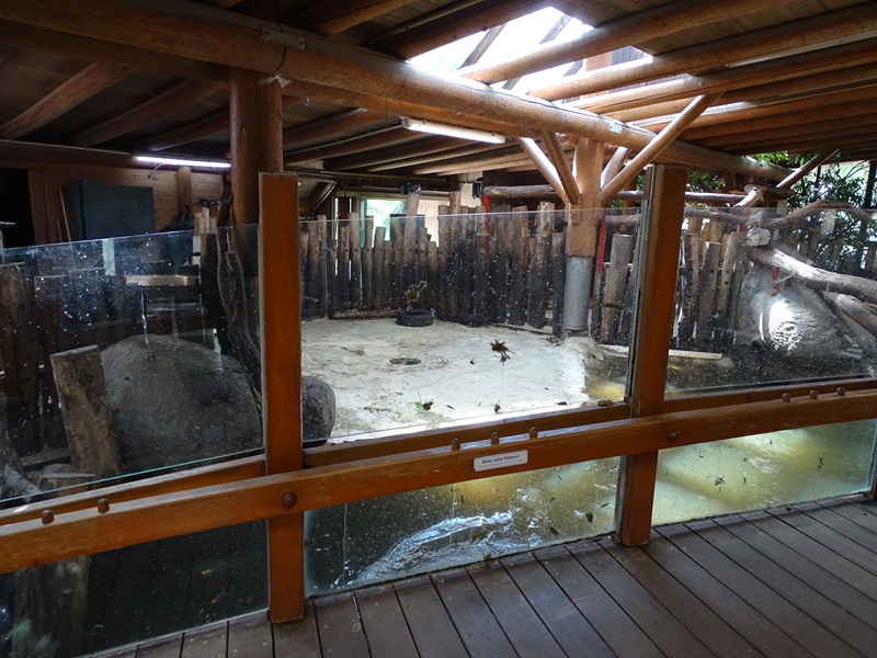 Common hippo indoor enclosure #2