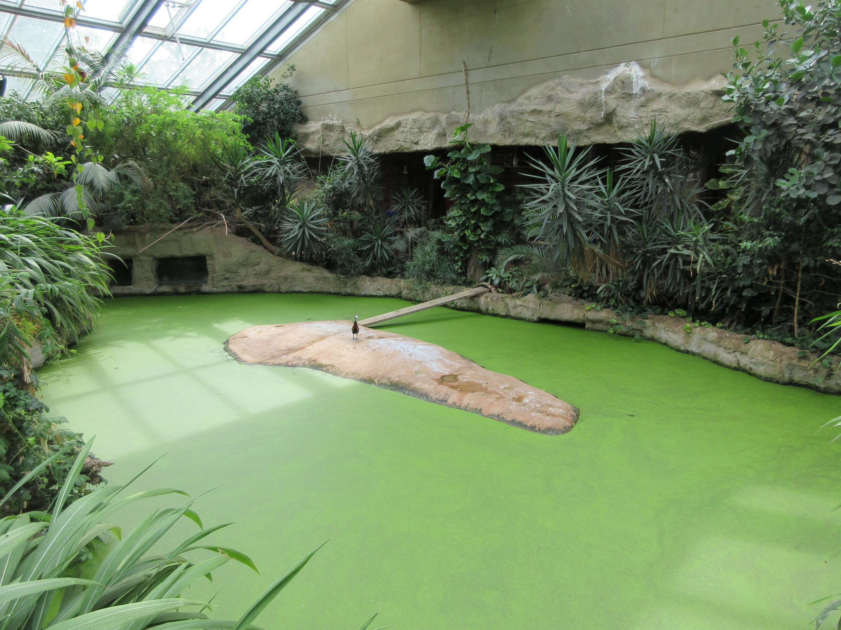 Common Hippo Indoor 'Green Pea Soup' Pool