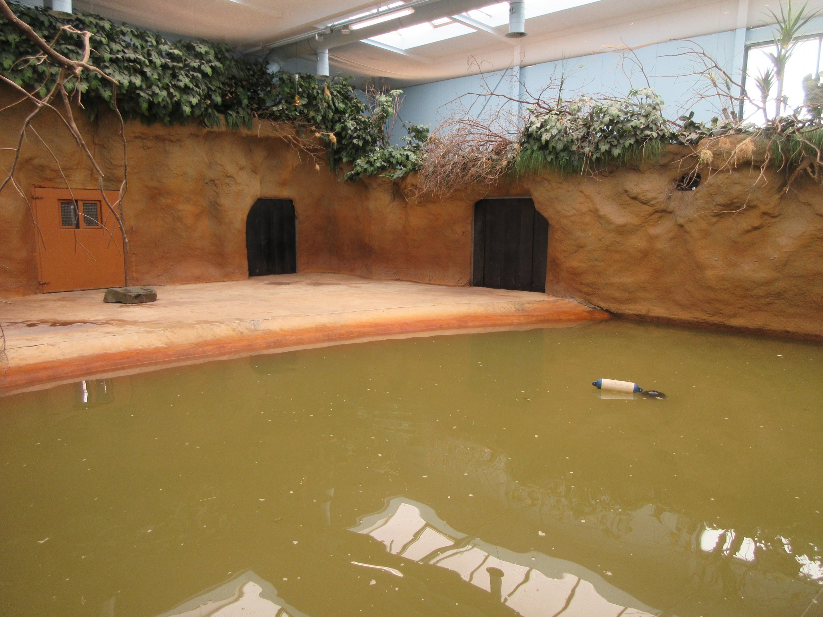 Common Hippo - indoor pool