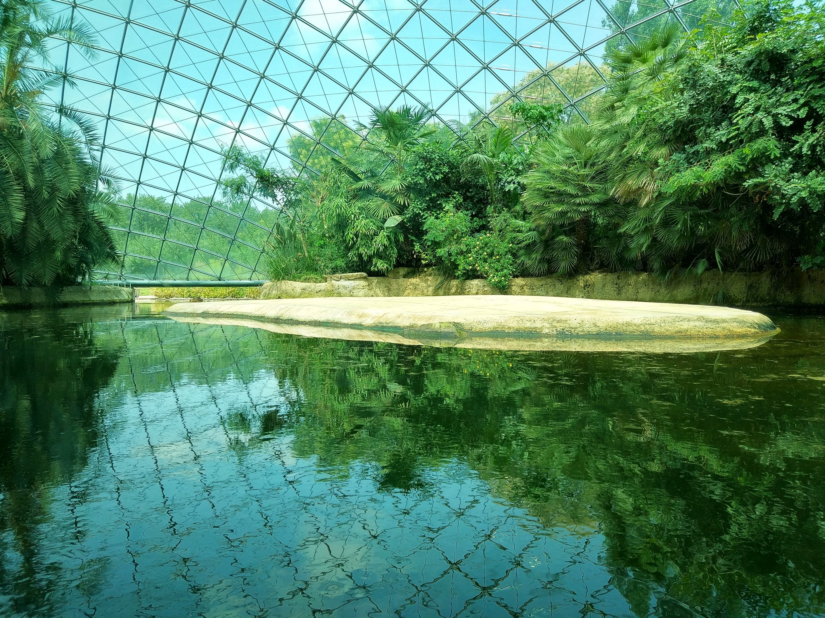 Common Hippo Indoors
