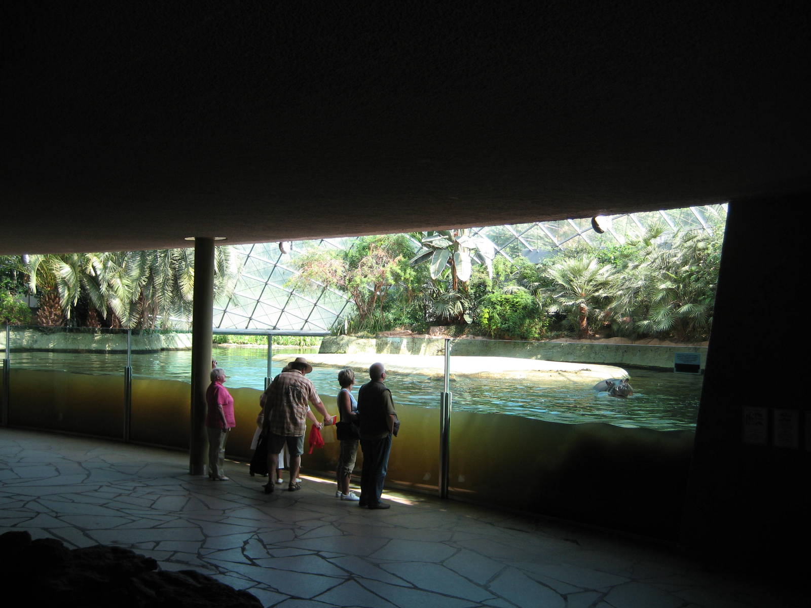 Common Hippo Inside Pool