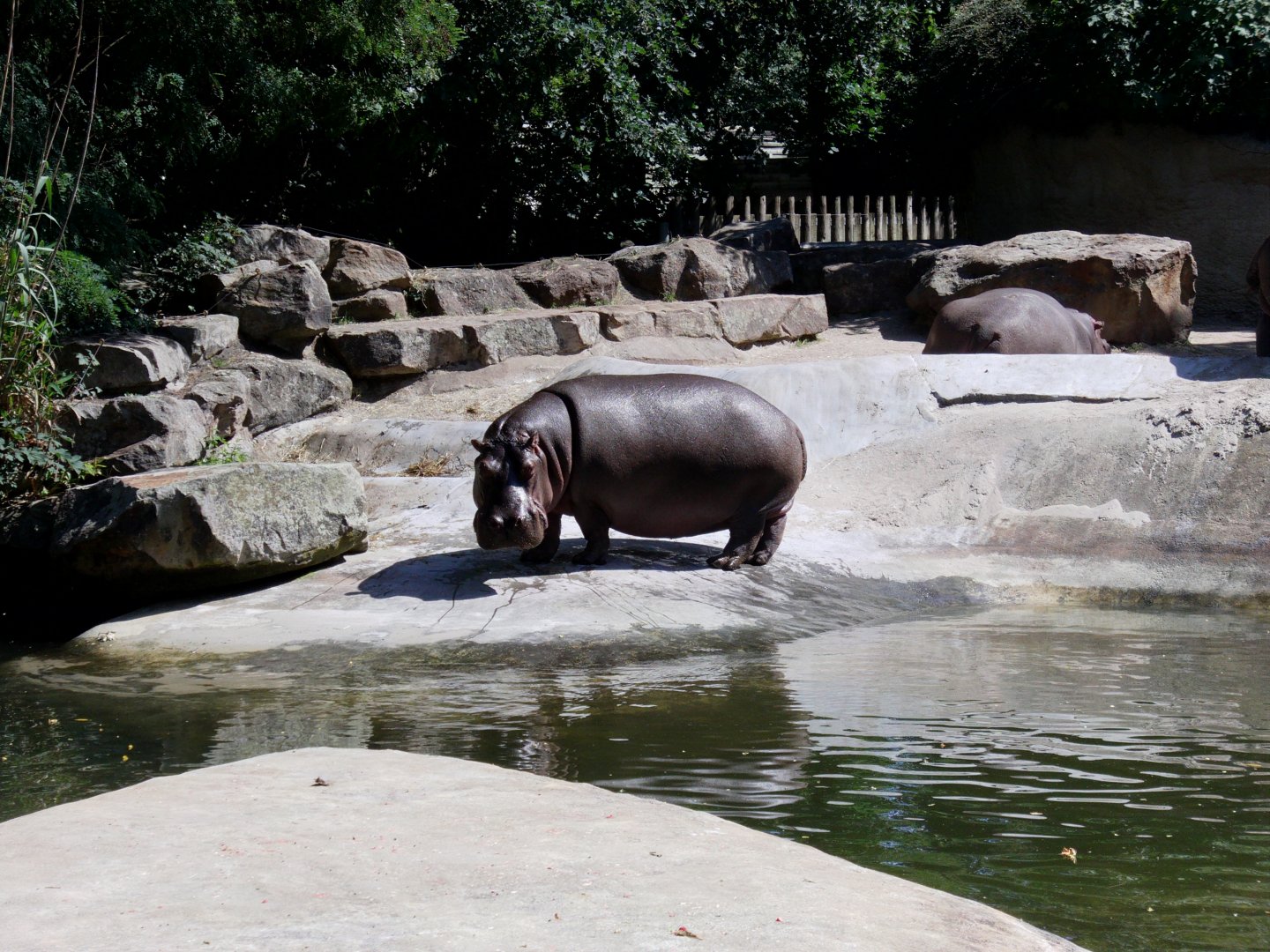 Common hippo - July 2011