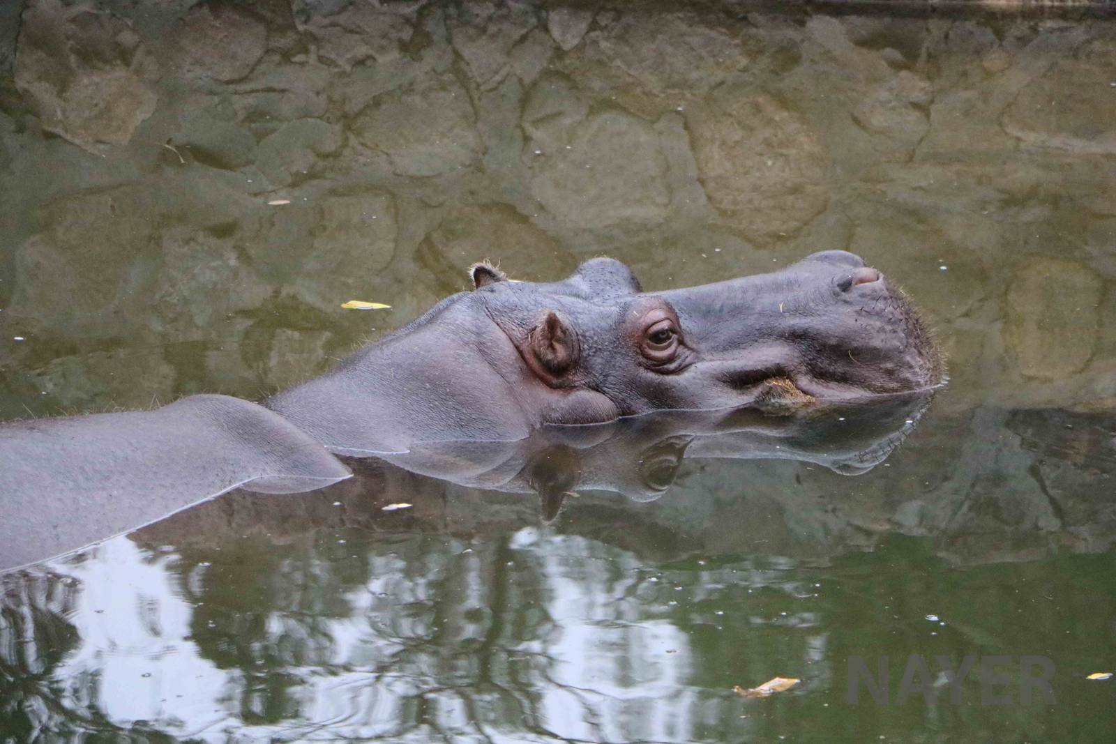 Common hippo - Mendoza Zoo, April 2016