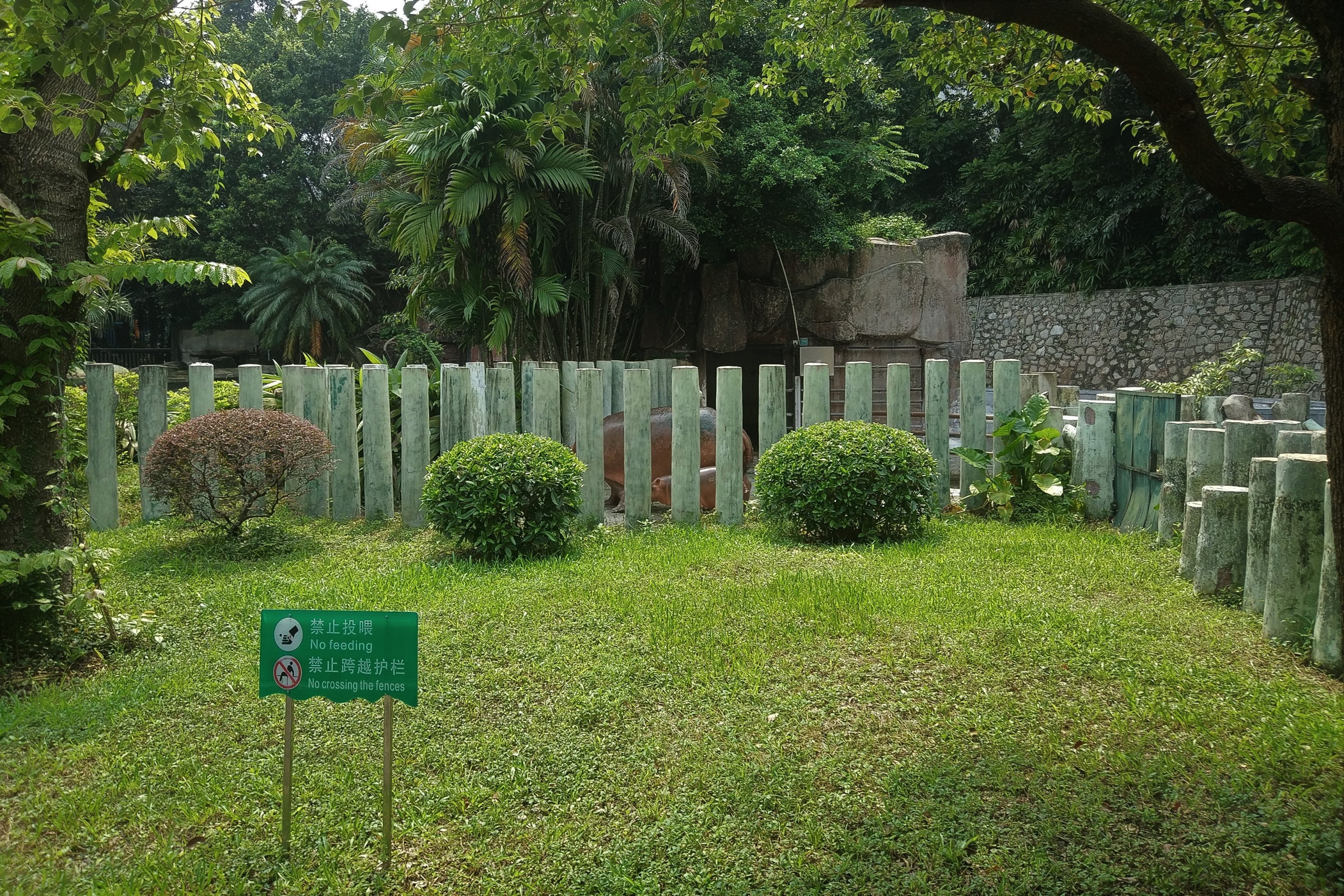 Common Hippo Mother and Calf