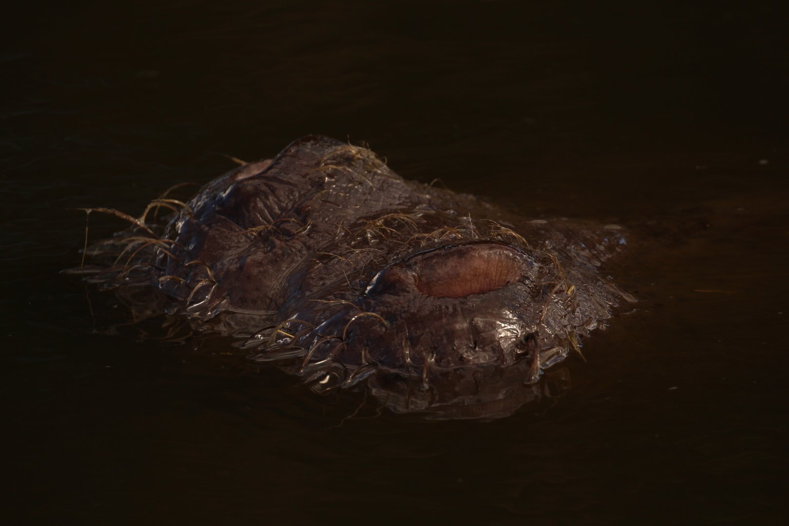 Common Hippo, Oct 2016