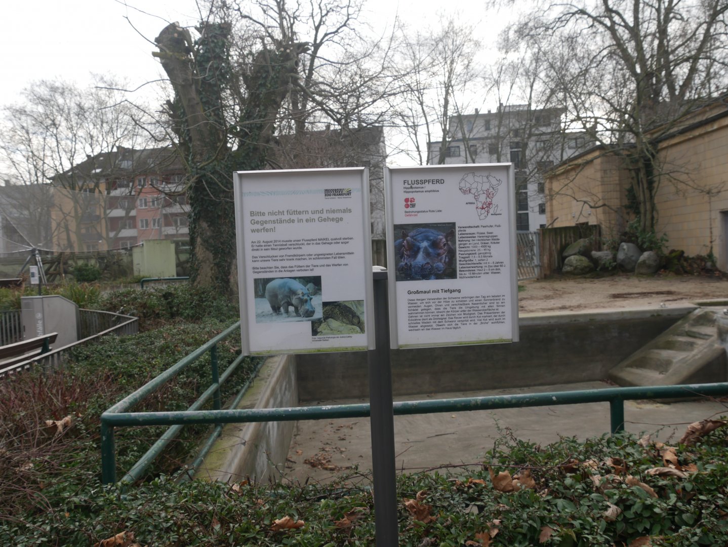 Common hippo outdoor enclosure (January 2019)