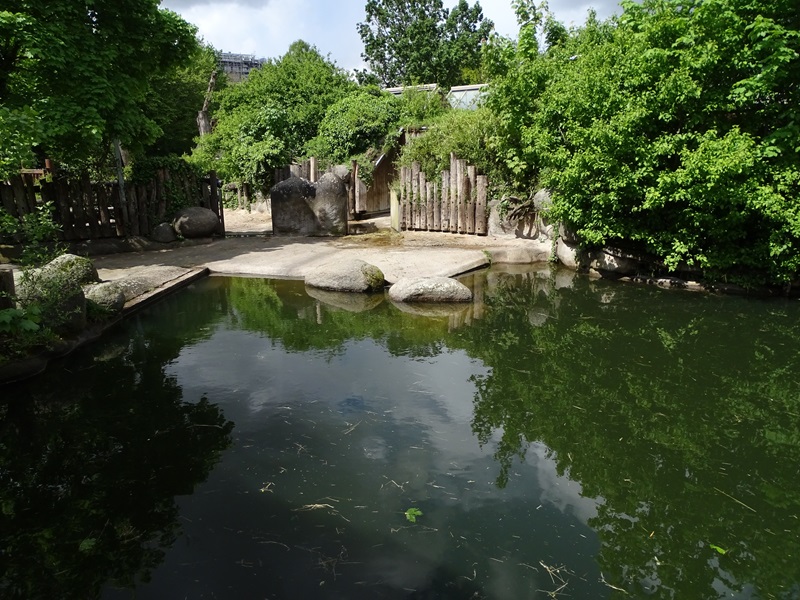 Common hippo outdoor enclosure