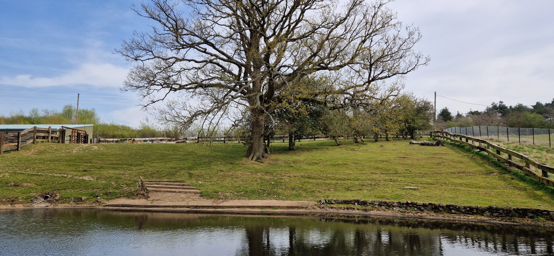 Common Hippo outdoor