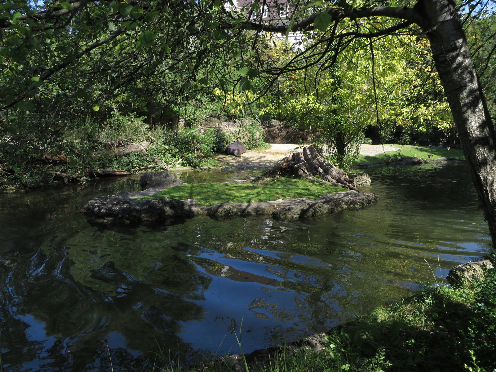 Common hippo outdoors