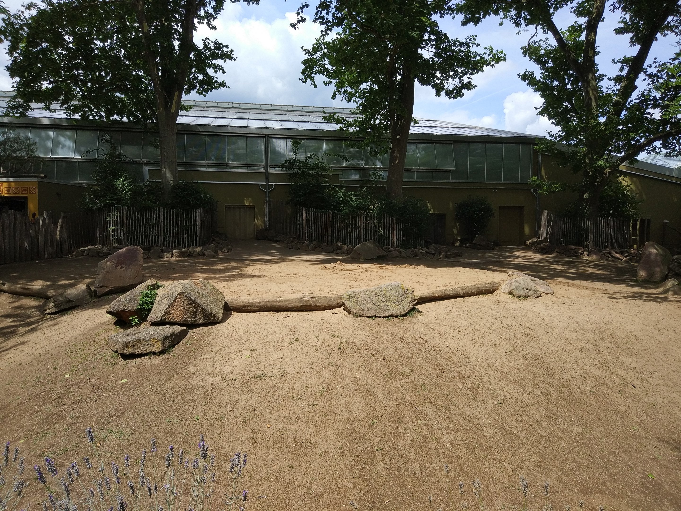 Common Hippo Outdoors