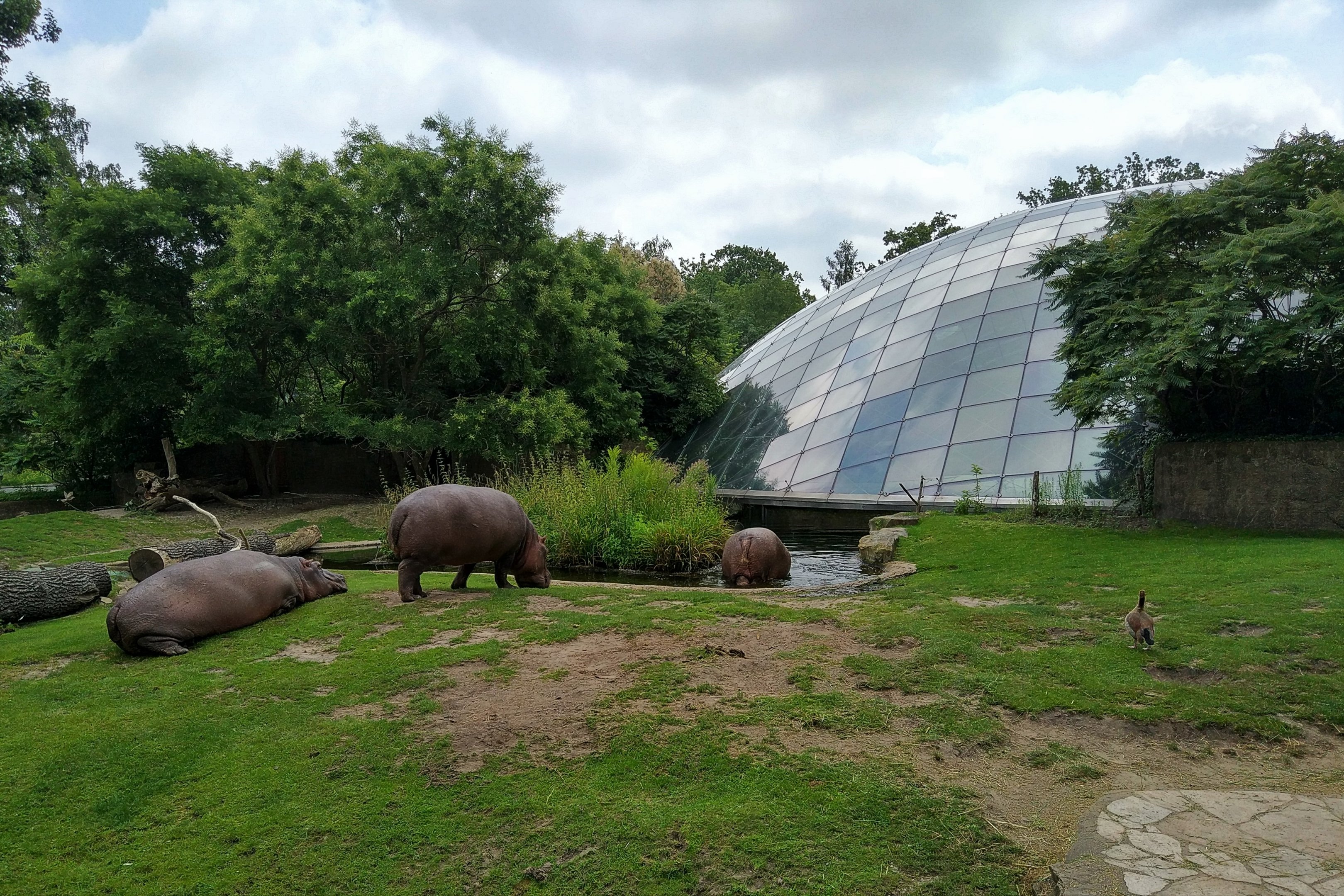 Common Hippo Outdoors