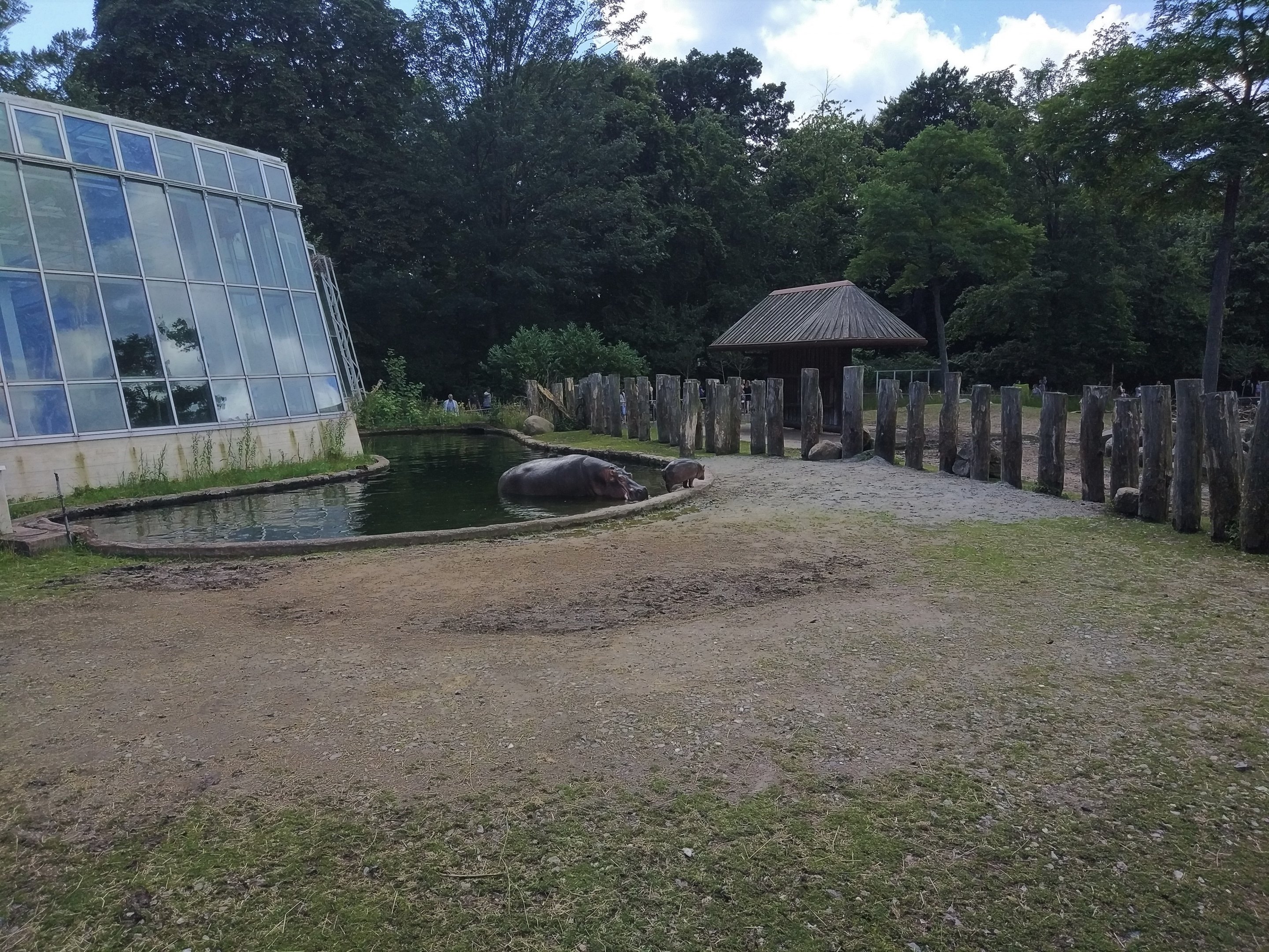 Common Hippo Outdoors