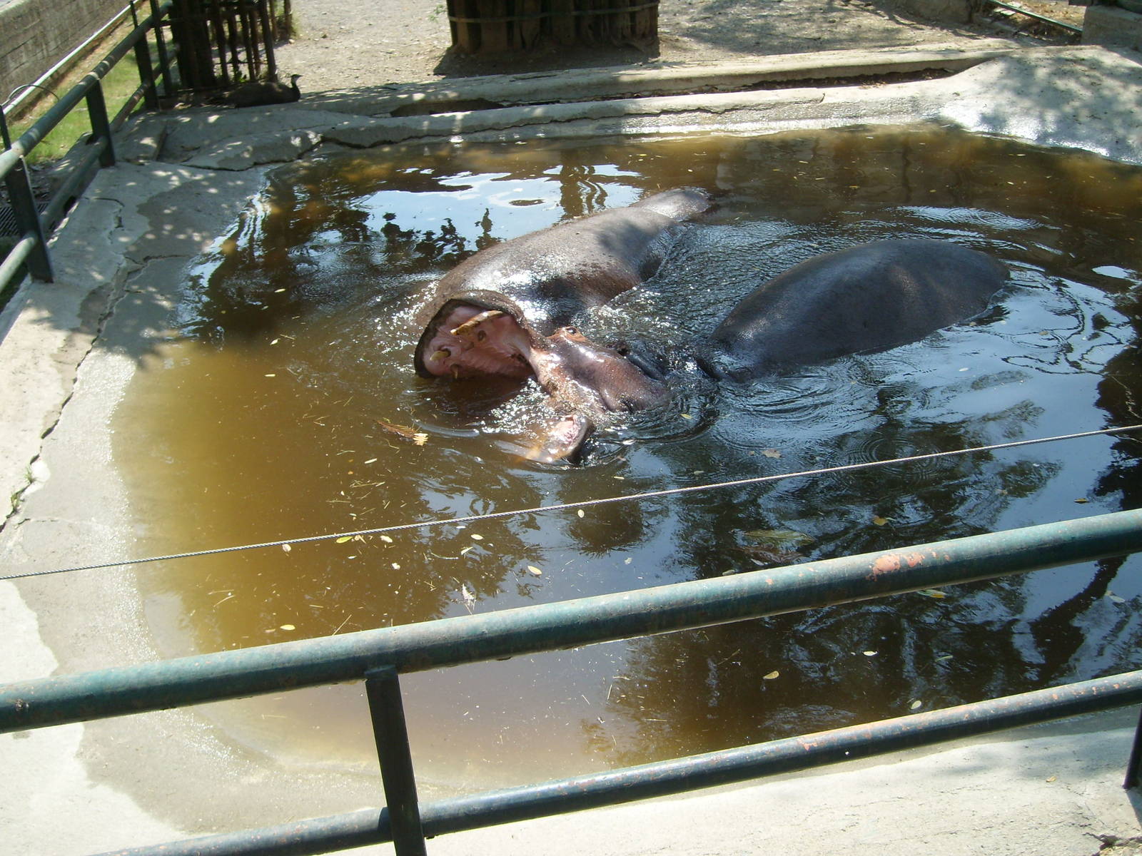 Common hippo - Pistoia 2009