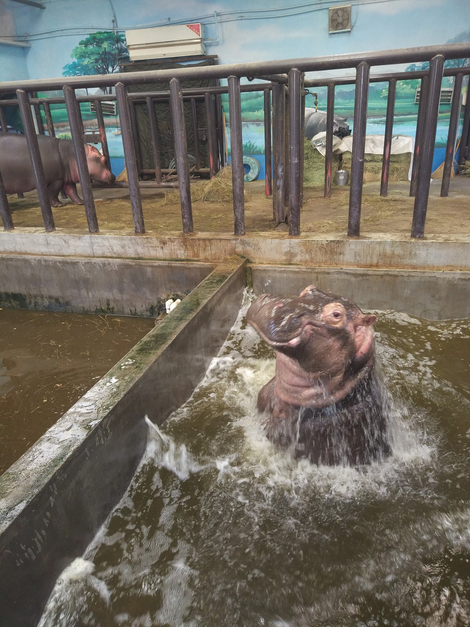 common Hippo Pogoing