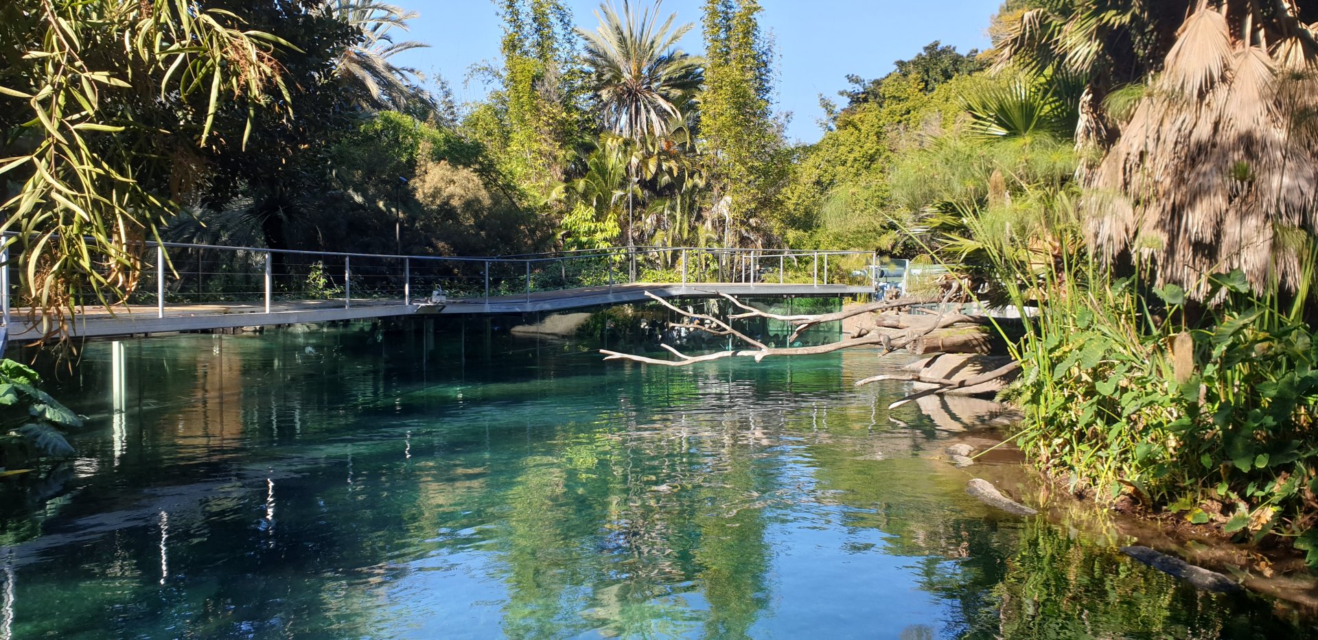 Common Hippo pool, Lost Forest