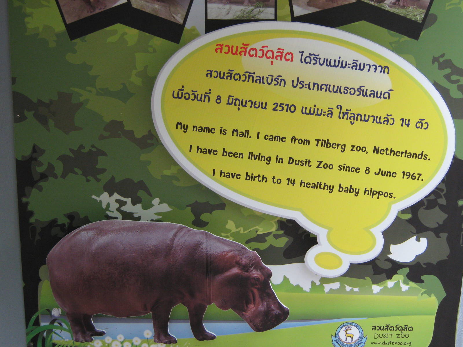 common hippo signage