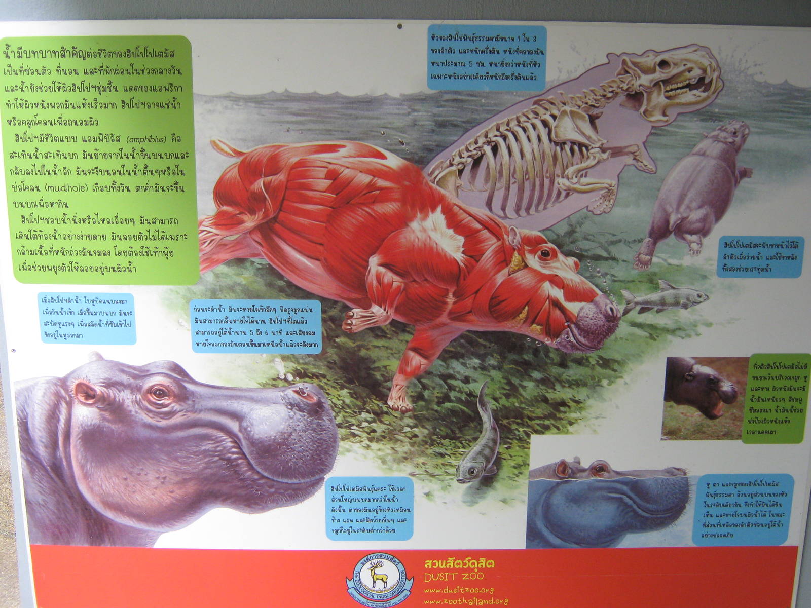 common hippo signage