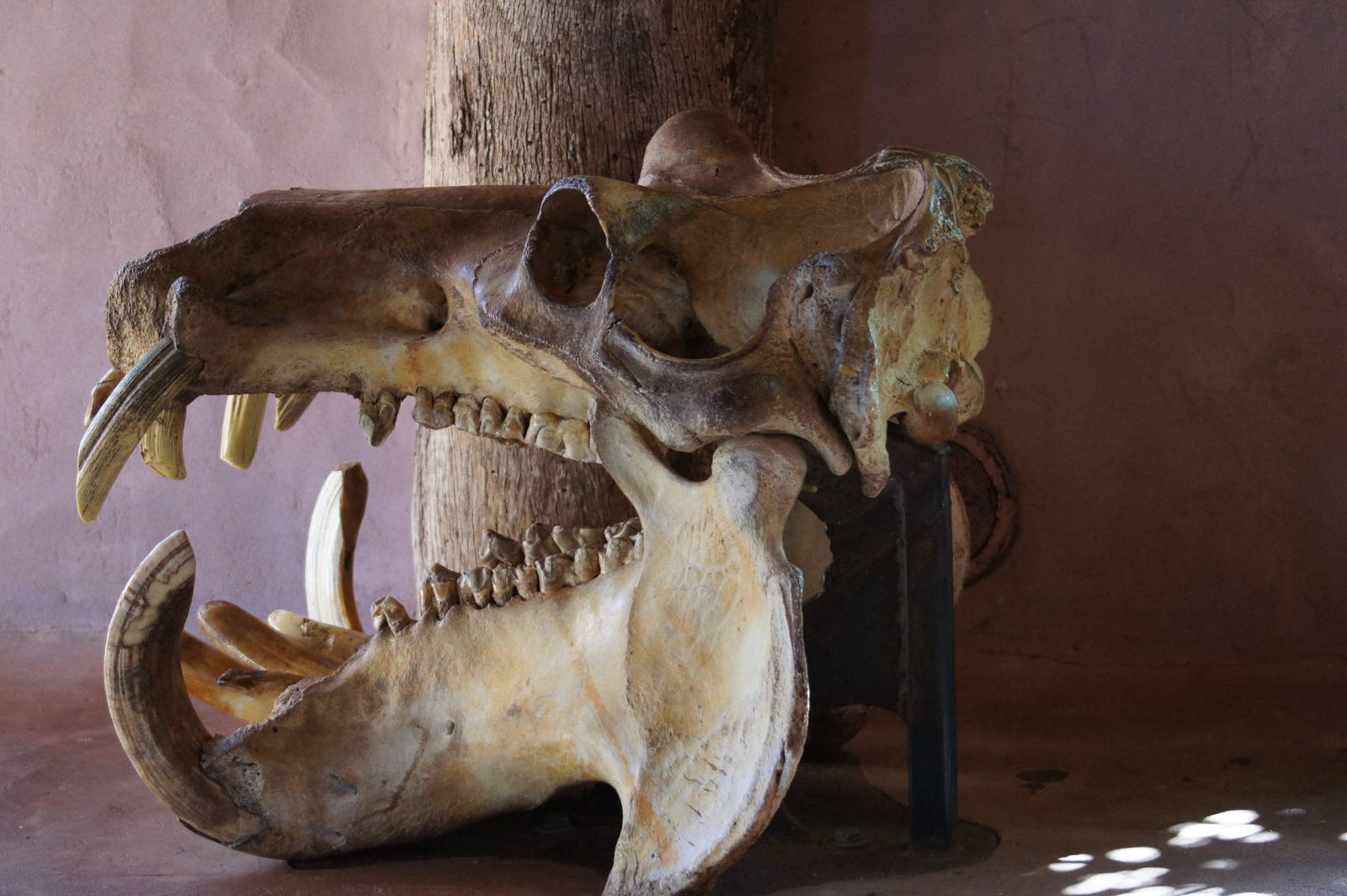 Common Hippo Skull
