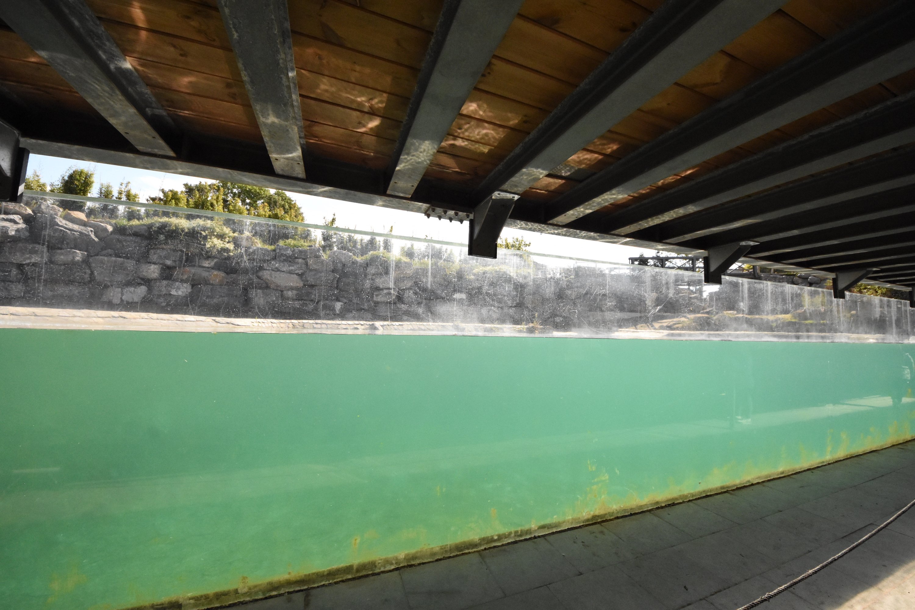 Common hippo underwater viewing