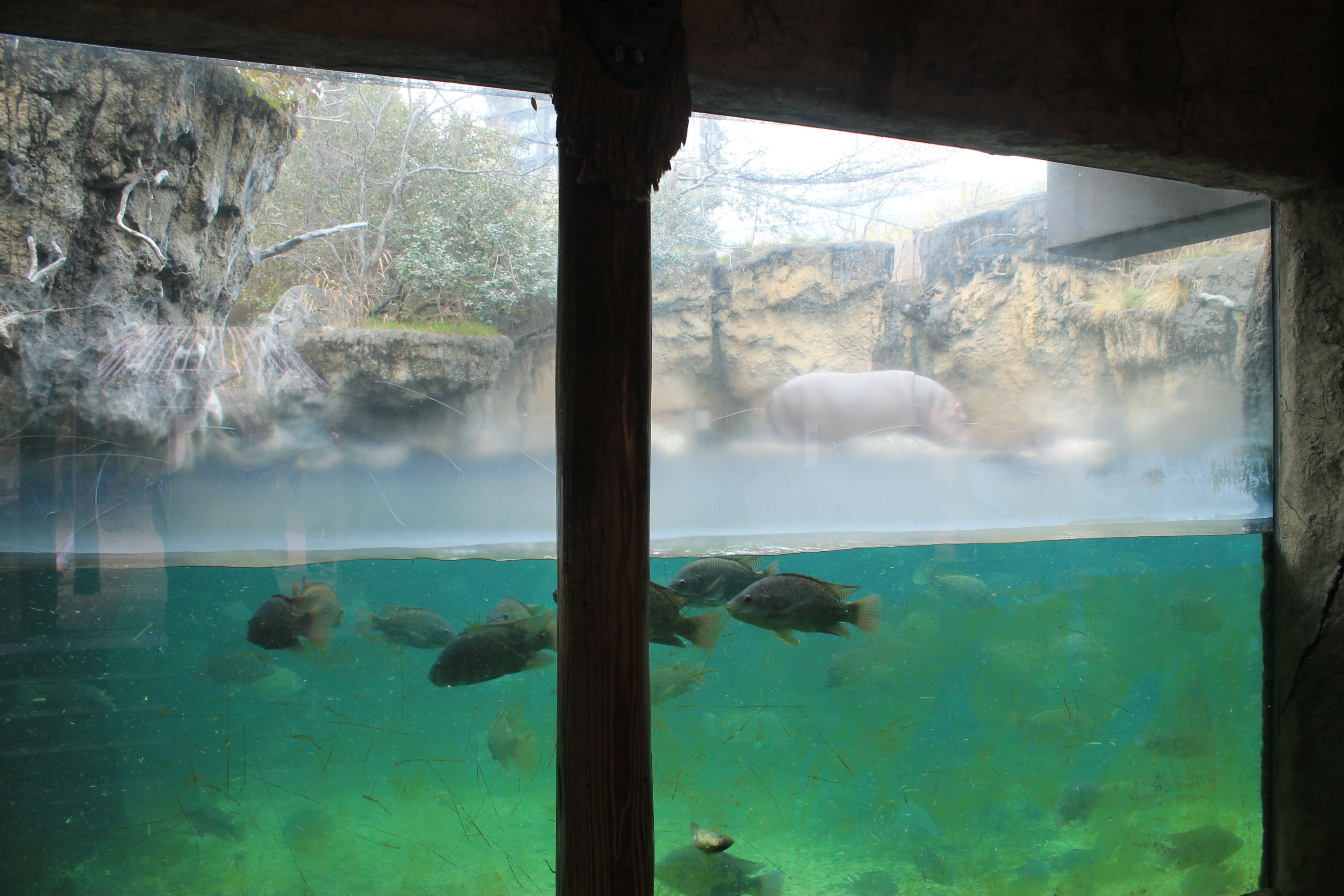 Common Hippo underwater viewing