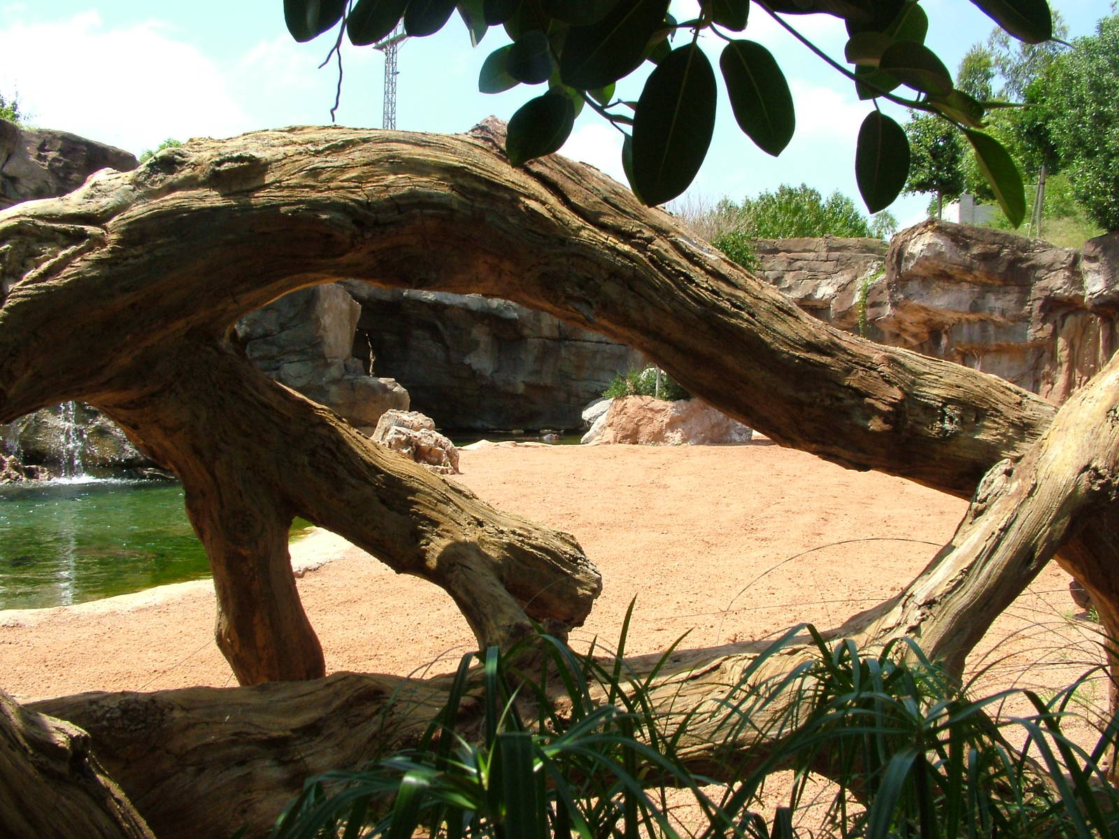 Common Hippo Viewing at Bioparc Valencia, 28/05/11