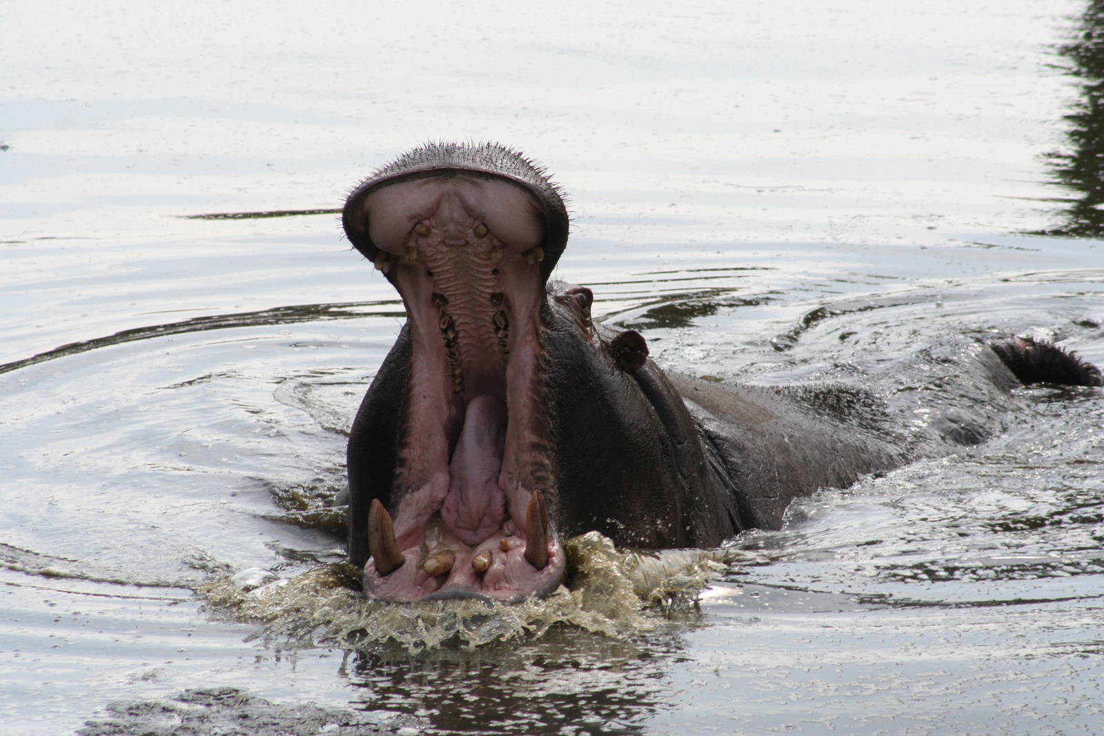 Common Hippo @ West Midland Safari Park  15.07.2013